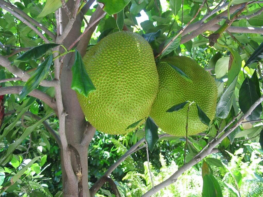 1024x768 Amazon.com : Artocarpus Heterophyllus JACKFRUIT Exotic World Largest Fruit 3 Seeds : Garden & Outdoor