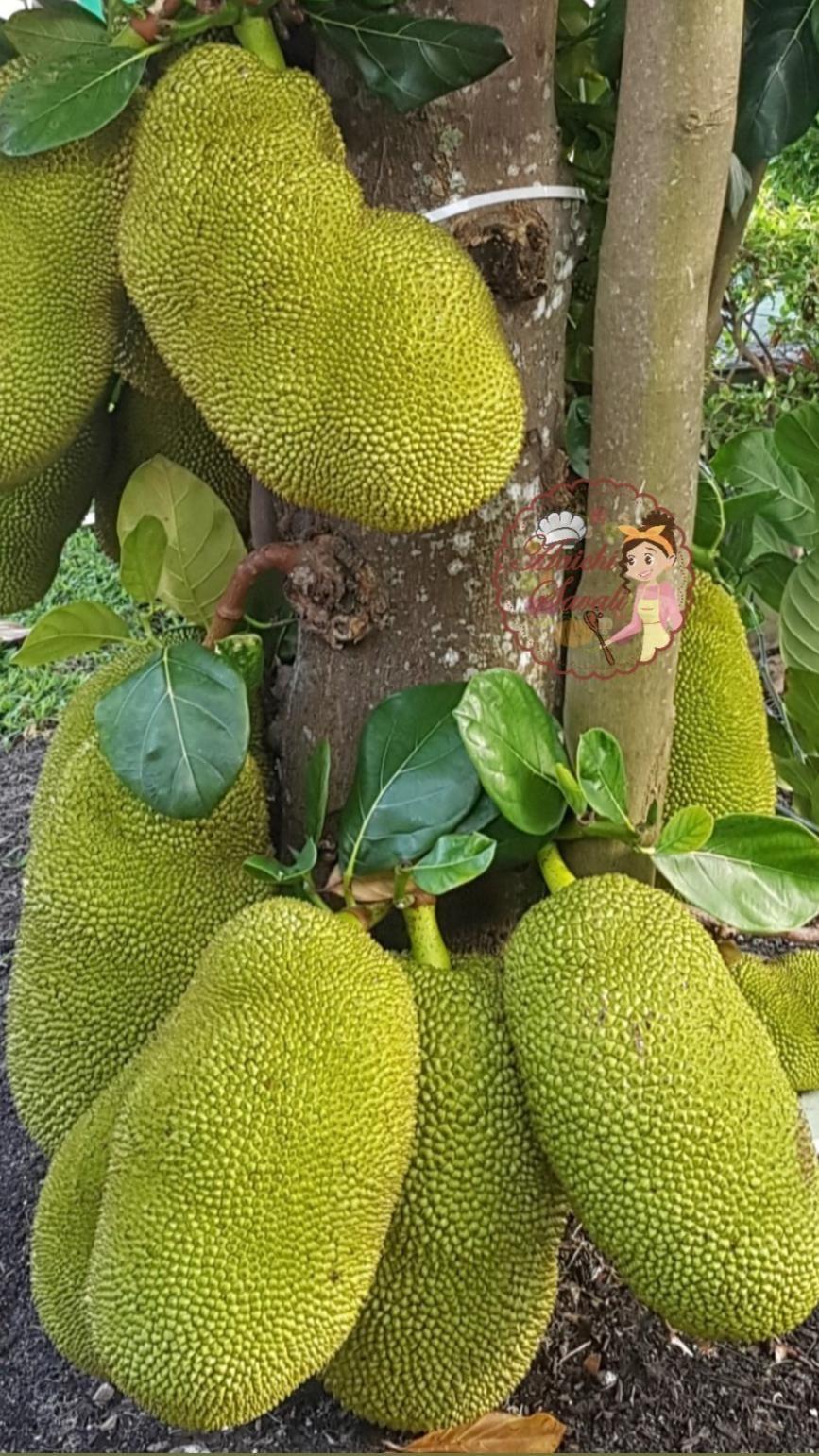 867x1542 Jackfruit: An immersive guide
