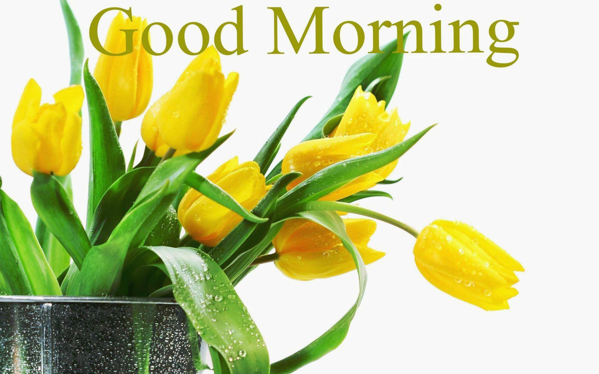 1920x1200 Hd Wallpaper for Laptop Flower Awesome Free Good Morning Yellow