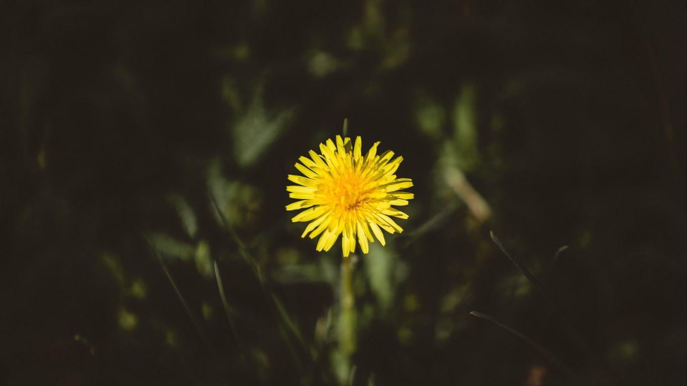 1366x768 Download wallpaper 1366x768 dandelion, flower, bud, yellow tablet