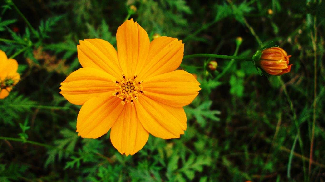 1366x768 Yellow Flower wallpaper 1366x768 (laptop) desktop background