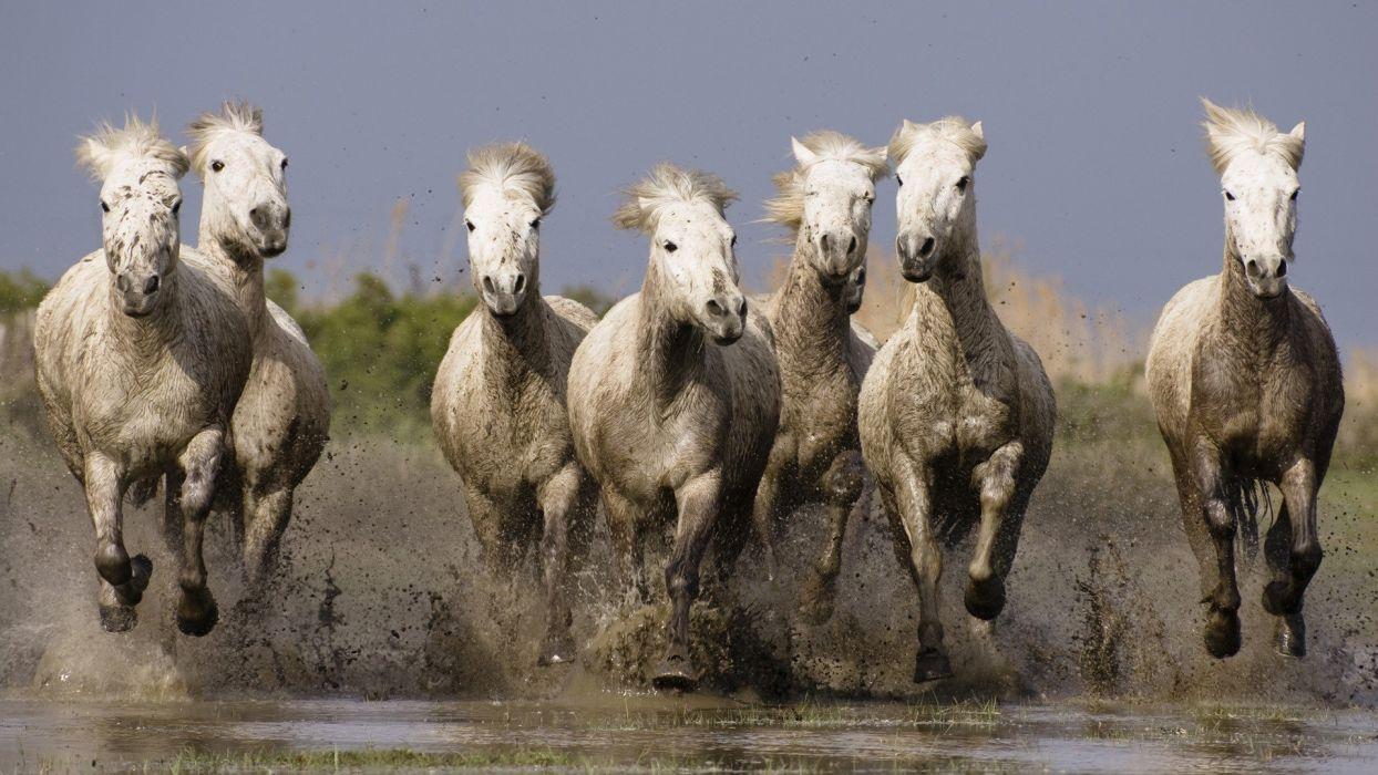 1244x700 Animals France horses Southern wallpaperx1080