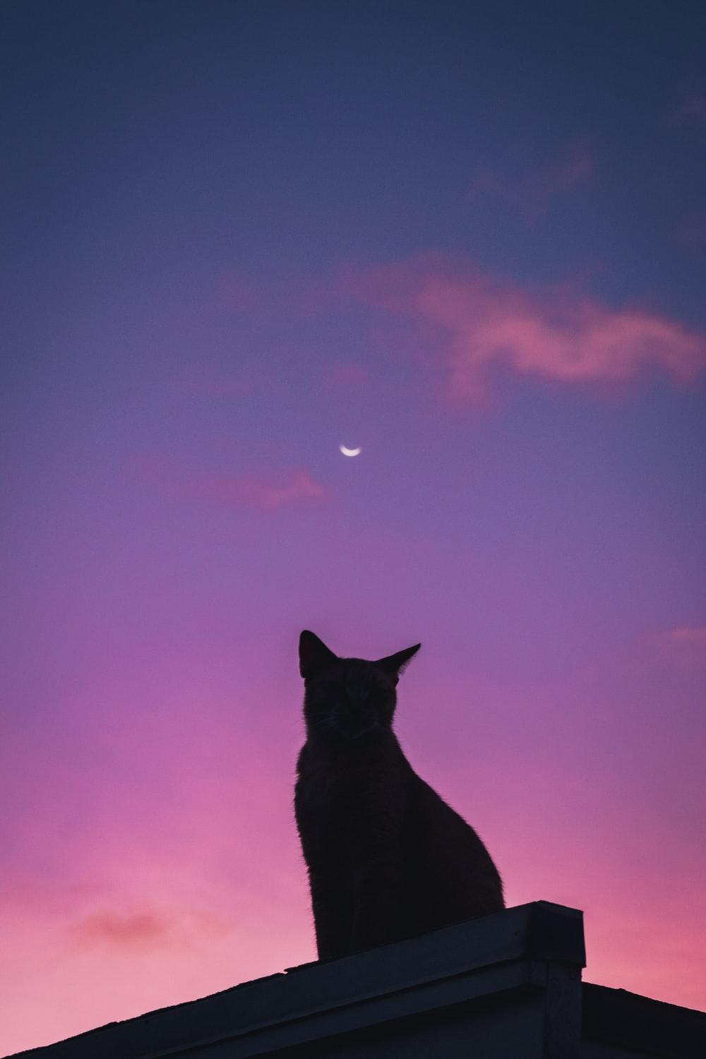 1000x1500 Purple Sky Picture. Download Free Image