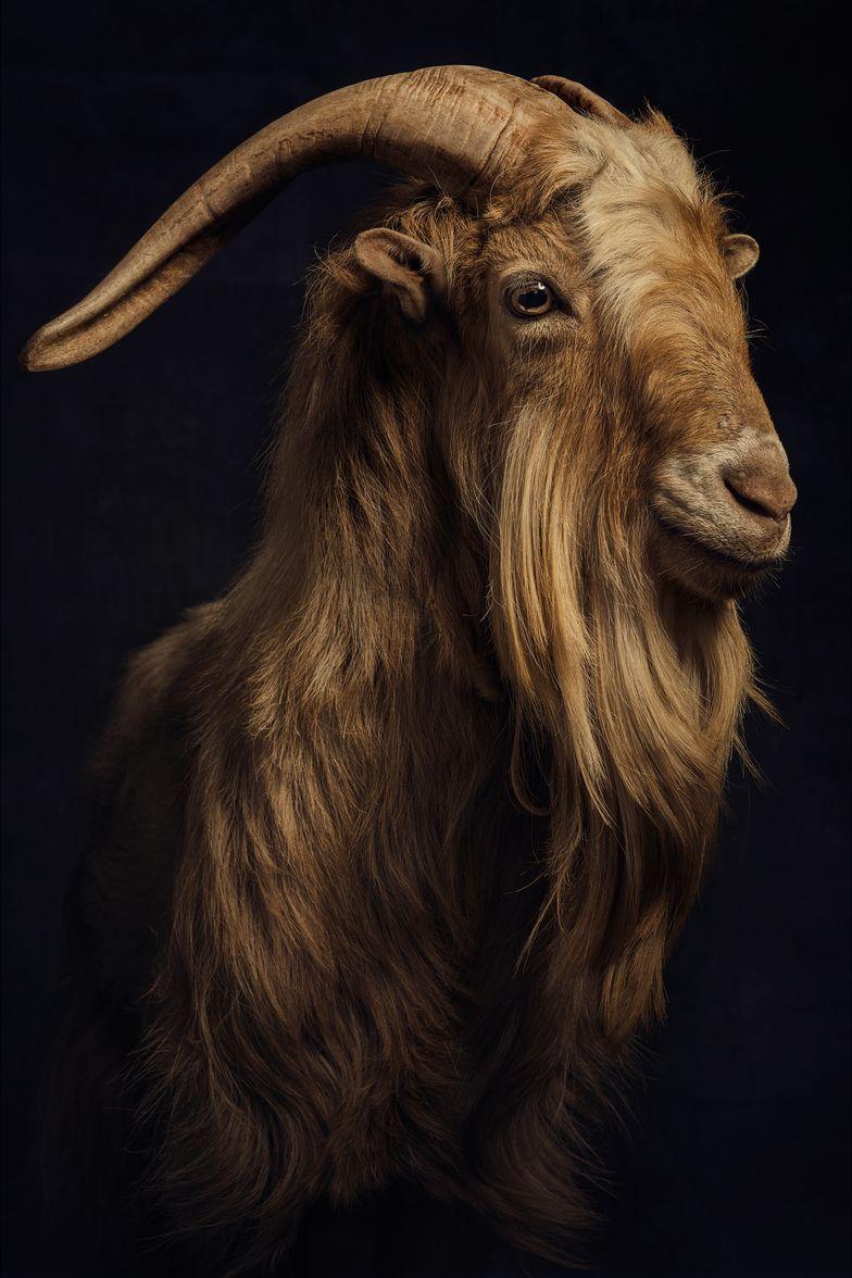 Messi Goat Wallpapers For Pc 4k