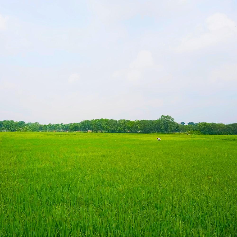 Paddy Field Wallpapers Top Free Paddy Field Backgrounds WallpaperAccess