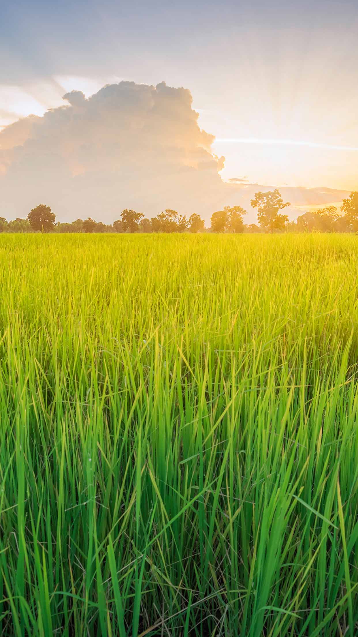 Paddy Field Wallpapers - Top Free Paddy Field Backgrounds - WallpaperAccess