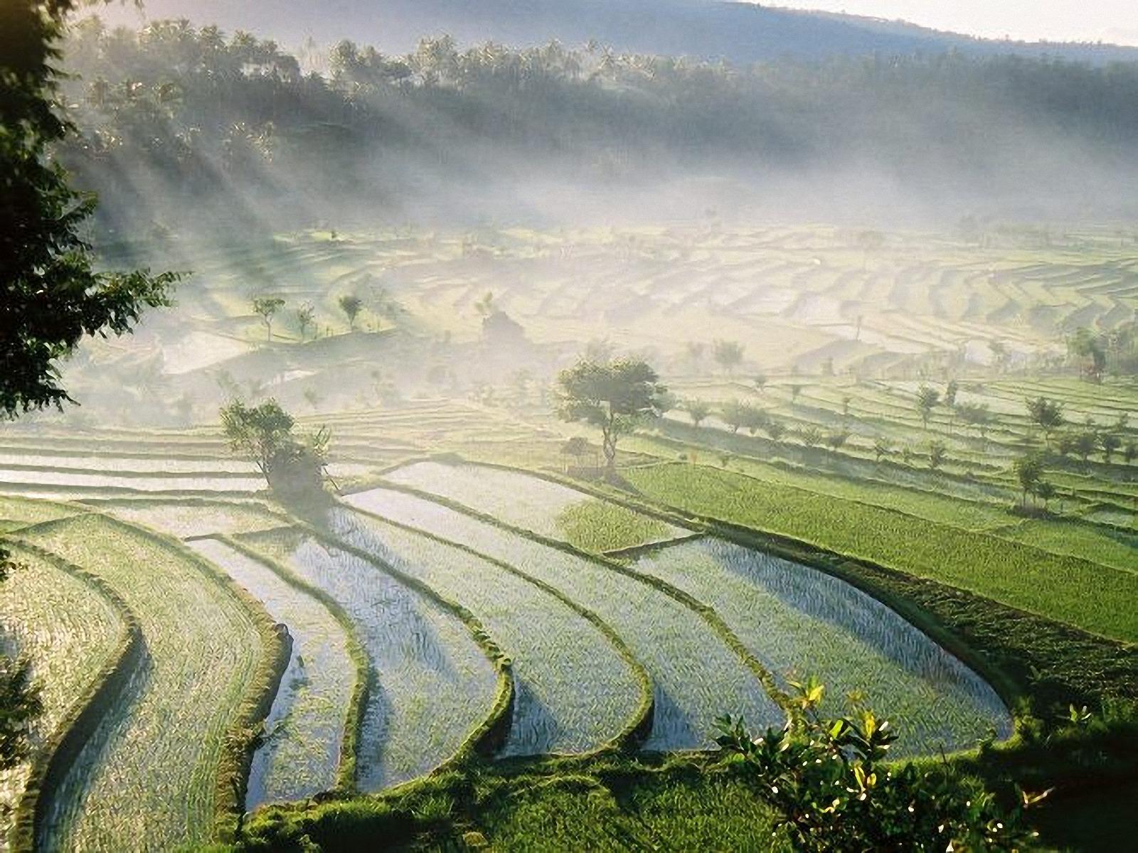 1600x1200 Bali Rice Fields wallpaper. Bali Rice Fields