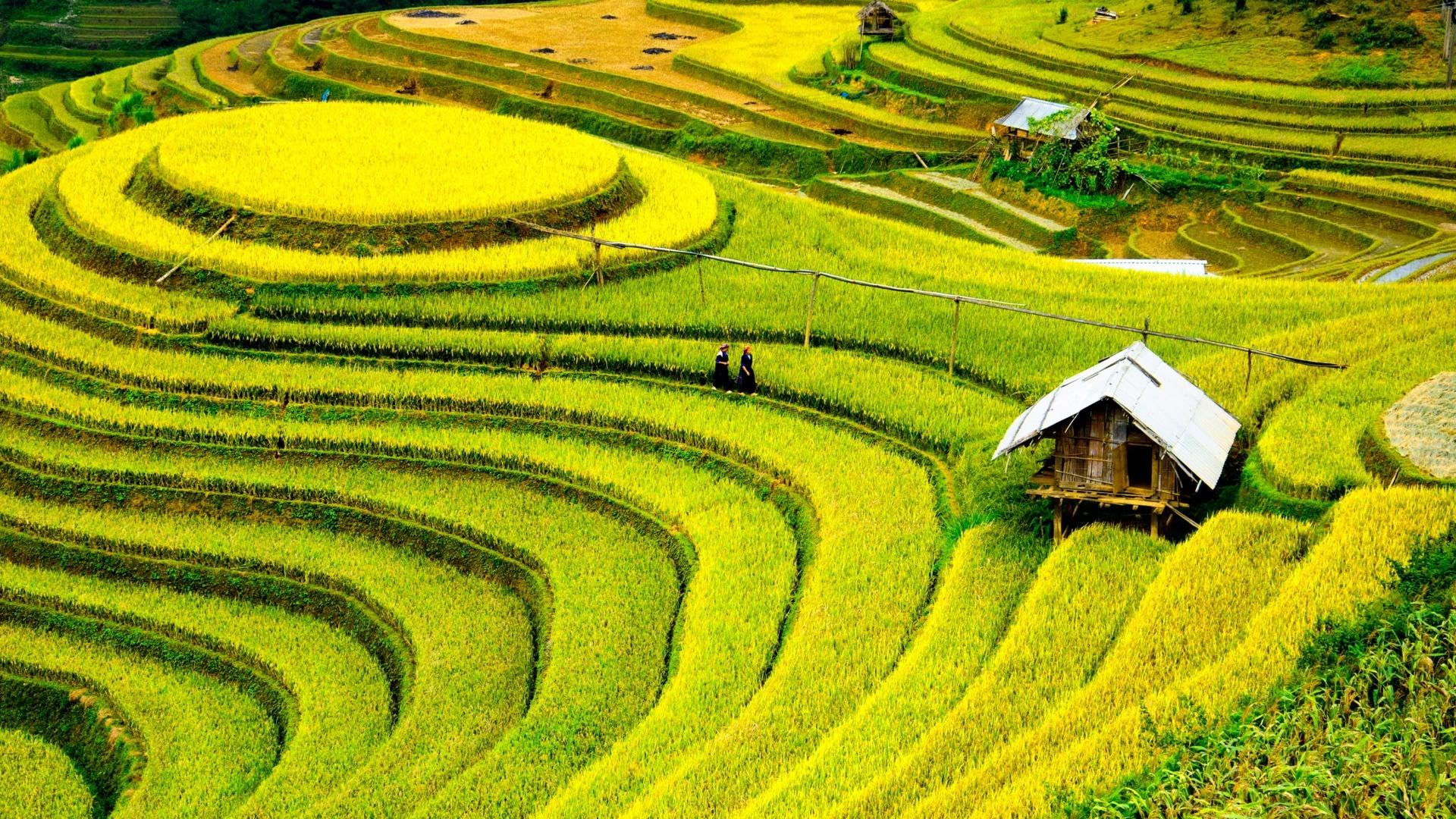 1920x1080 Download Wallpaper Rice fields in Vietnam (3200x1200). The Wallpaper, photo