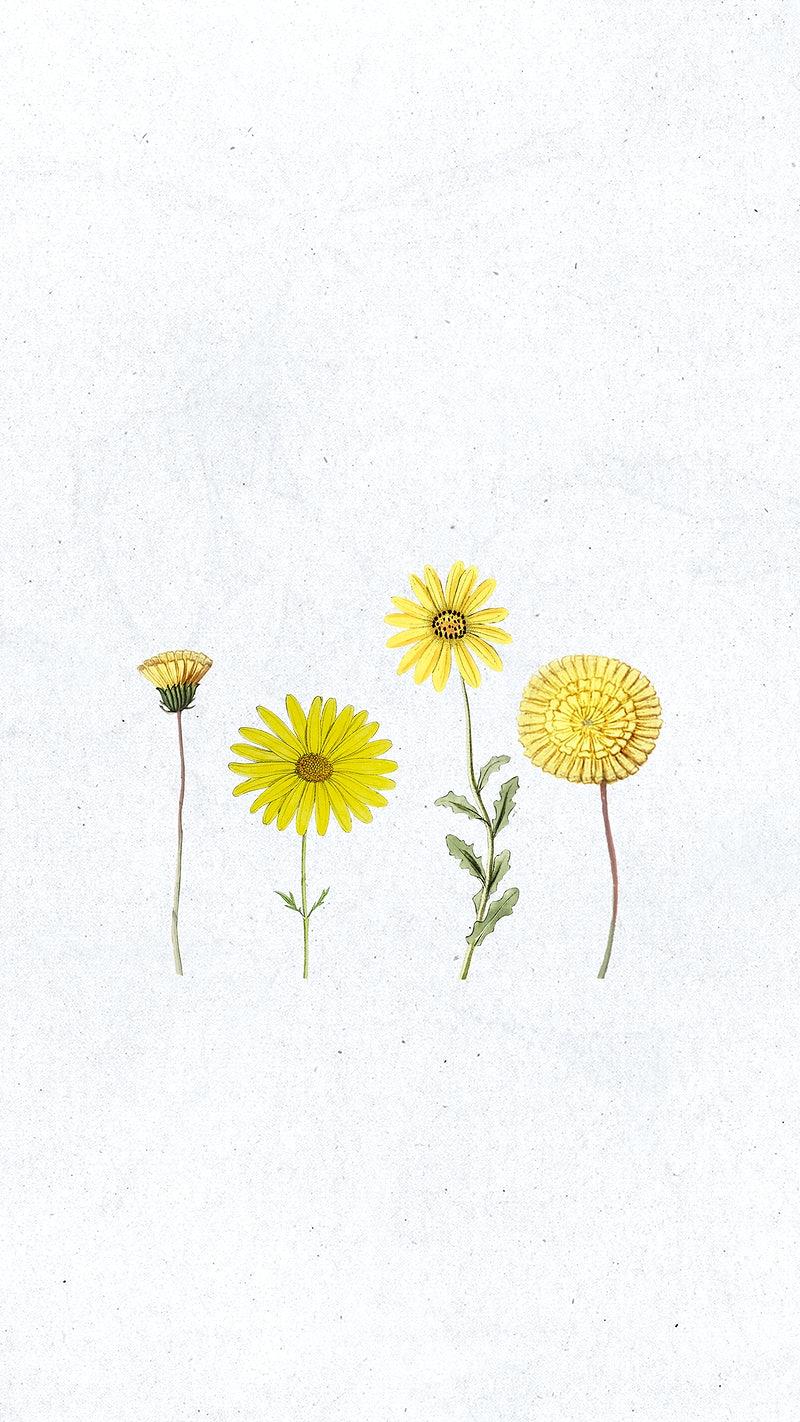 800x1422 Floral HD Mobile Phone Wallpaper for iPhone & Android I High Quality Image