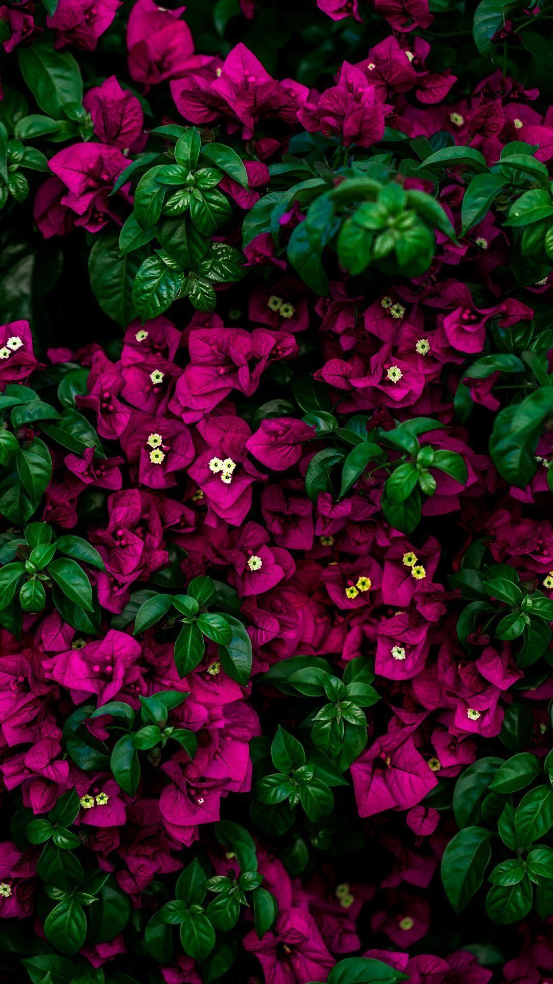 1080x1920 Amoled Floral 4k Mobile Wallpaper