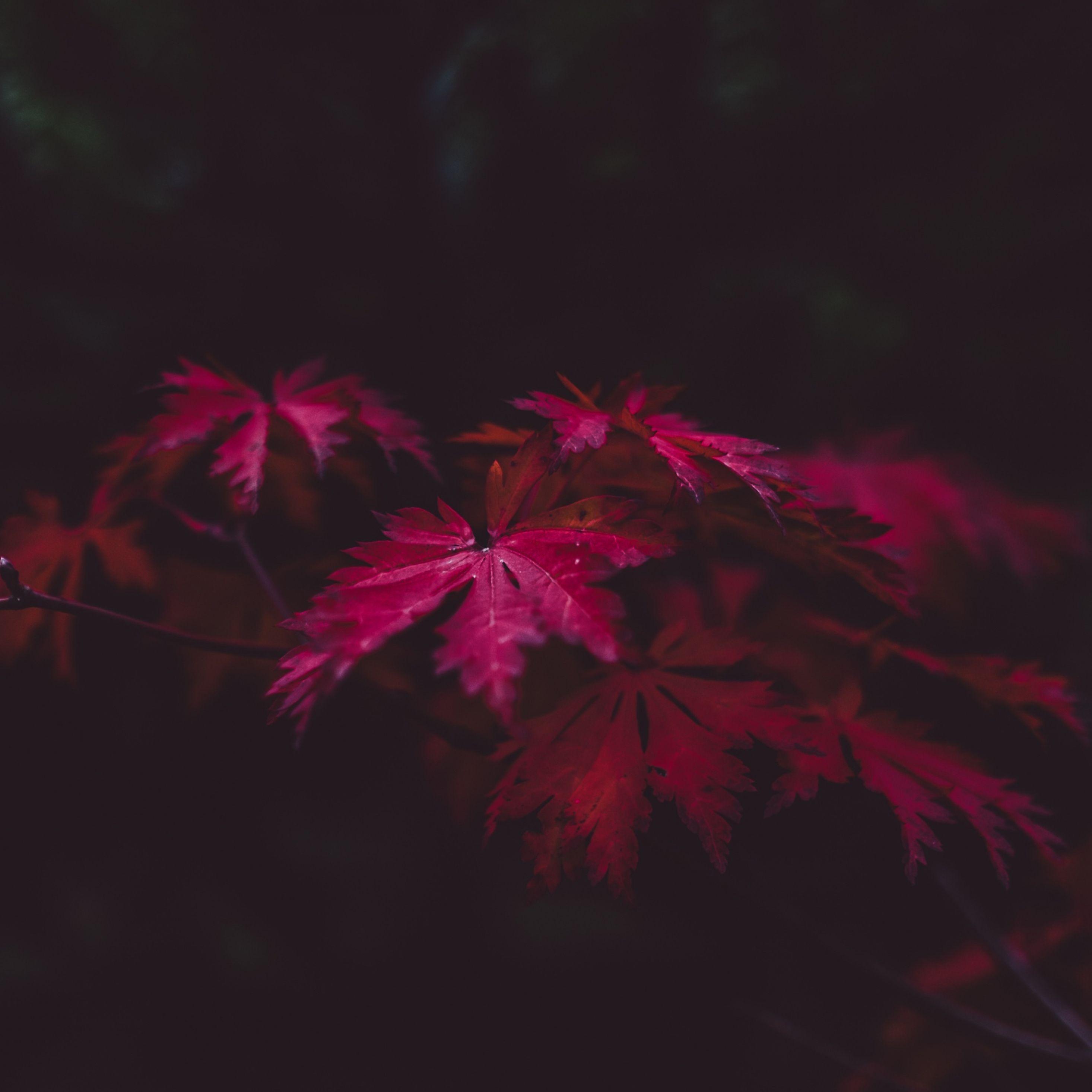 Hình nền iPad Pro Retina HD 4k 2932x2932 Red Leaves 4k