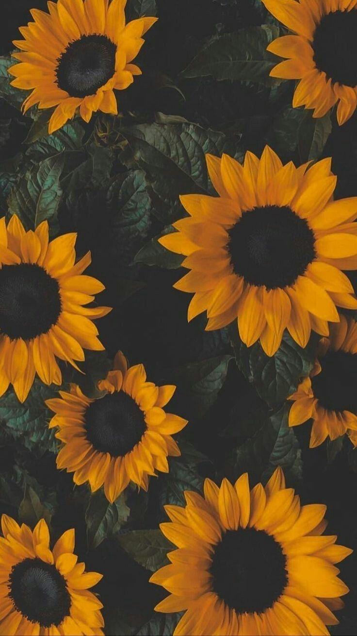 736x1309 Vintage Aesthetic Wallpaper iPhone Yellow