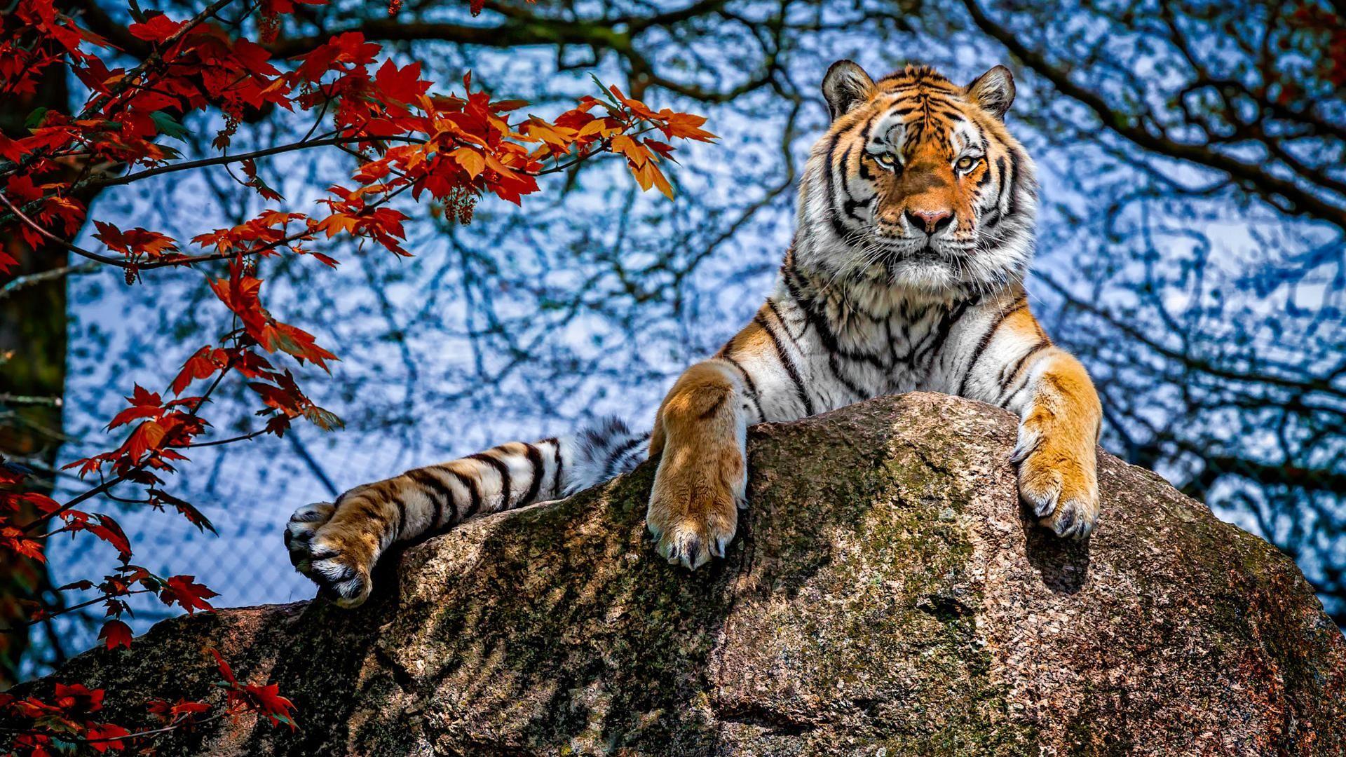 Majestic Tiger Wallpapers Top Free Majestic Tiger Backgrounds