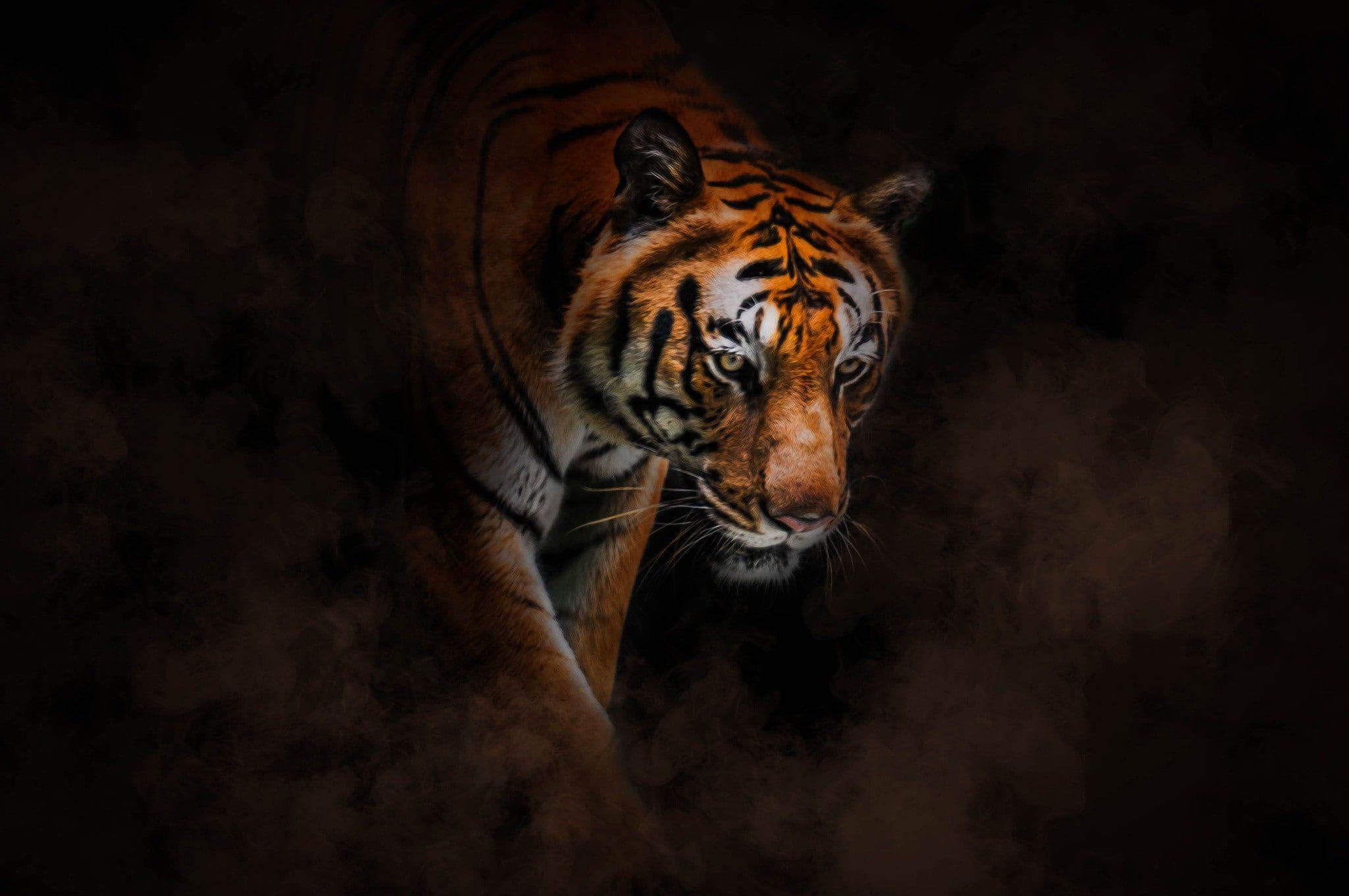 2048x1361 Burning bright tiger #majestic #striped #tiger #tyger P #wallpaper #hdwallpaper #desktop. Pet tiger, Tiger, HD wallpaper