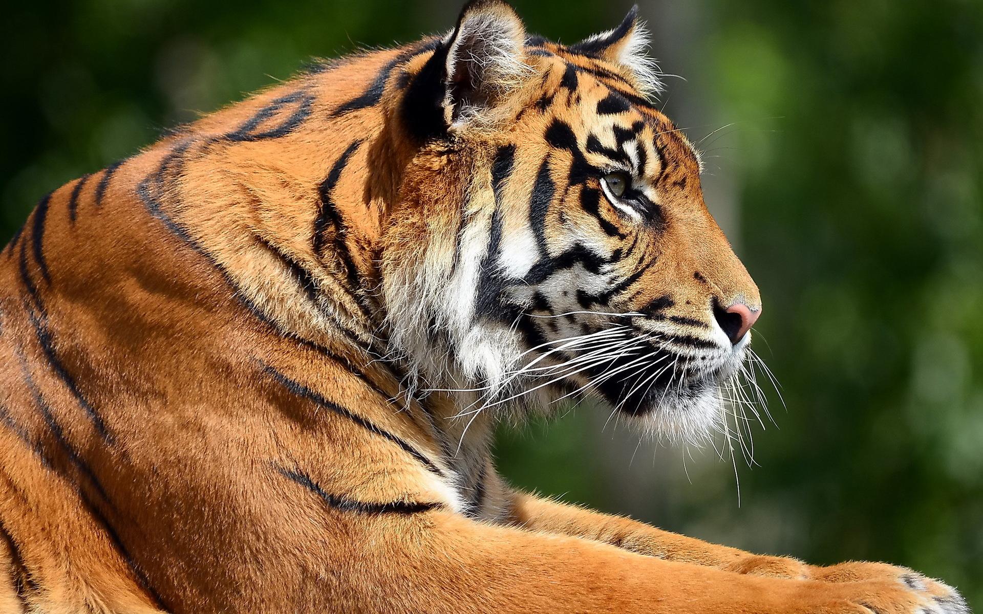 1920x1200 Free download 132408d1362466407 tiger wallpaper tiger picture 1920 x 1200jpg [1920x1200] for your Desktop, Mobile & Tablet. Explore Tiger Picture Wallpaper. Tiger Wallpaper HD, Detroit Tigers Image and Wallpaper