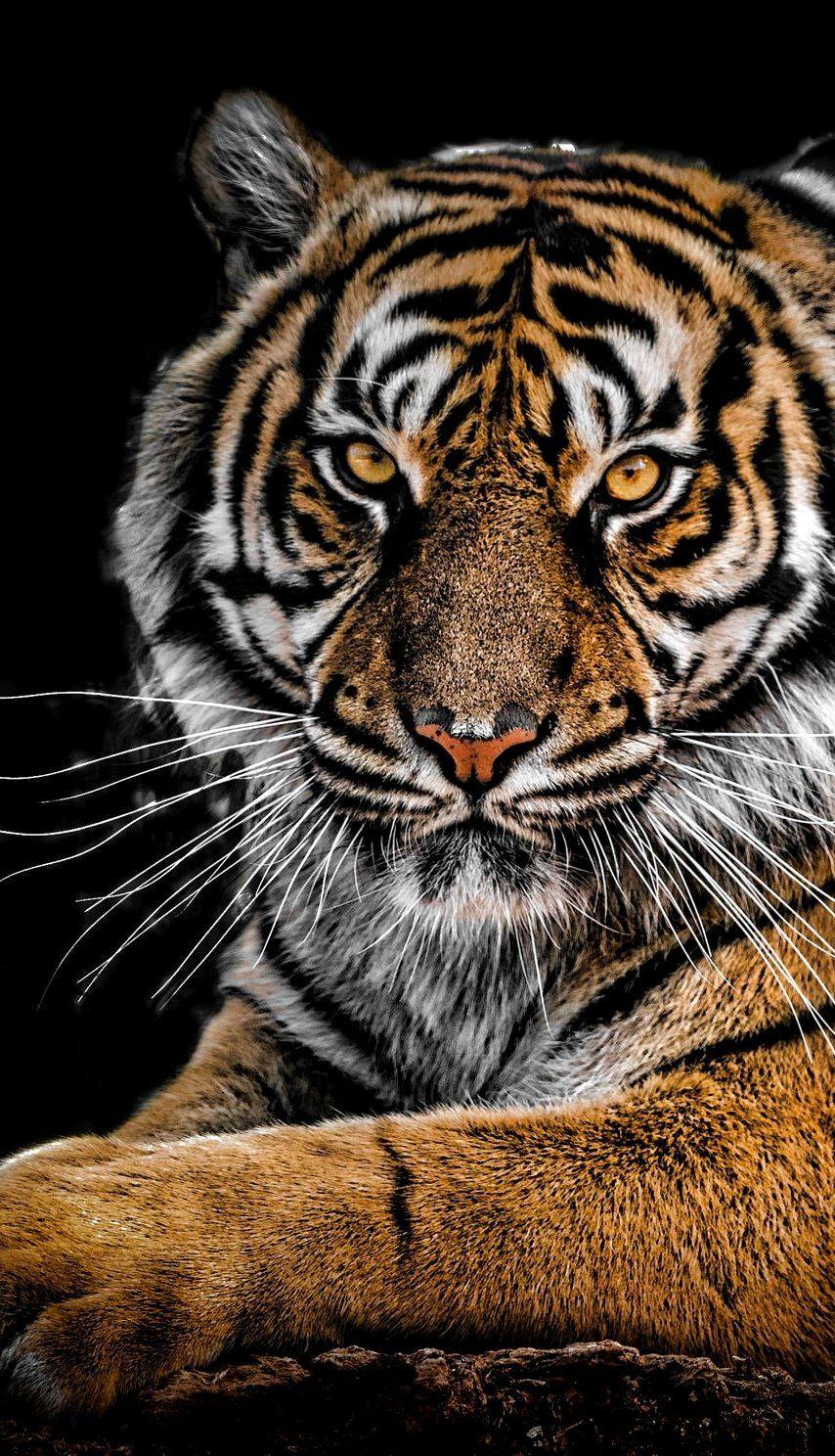 854x1488 About Wild Animals: Majestic tiger. Tiger picture, Animals wild, Majestic animals