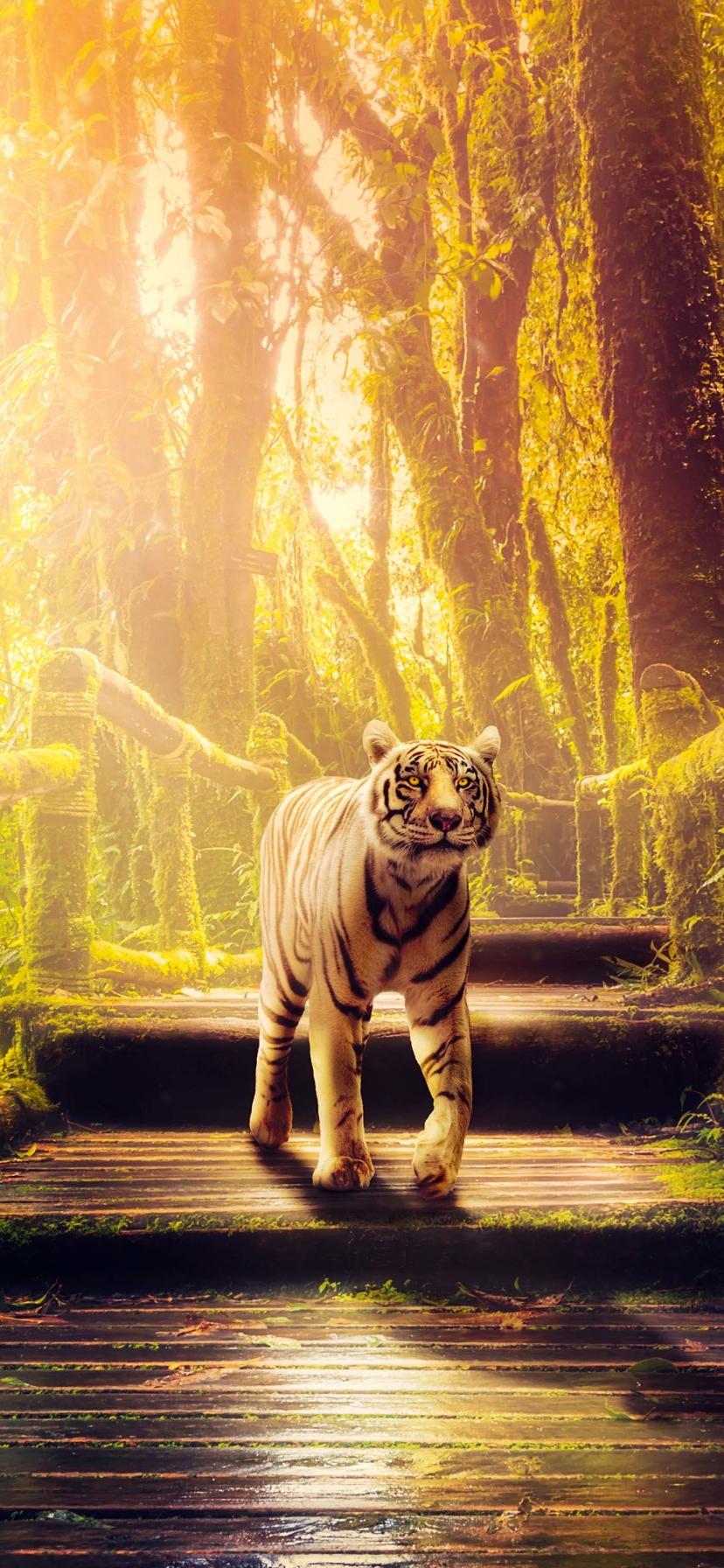 828x1792 Animal Tiger (828x1792) Wallpaper