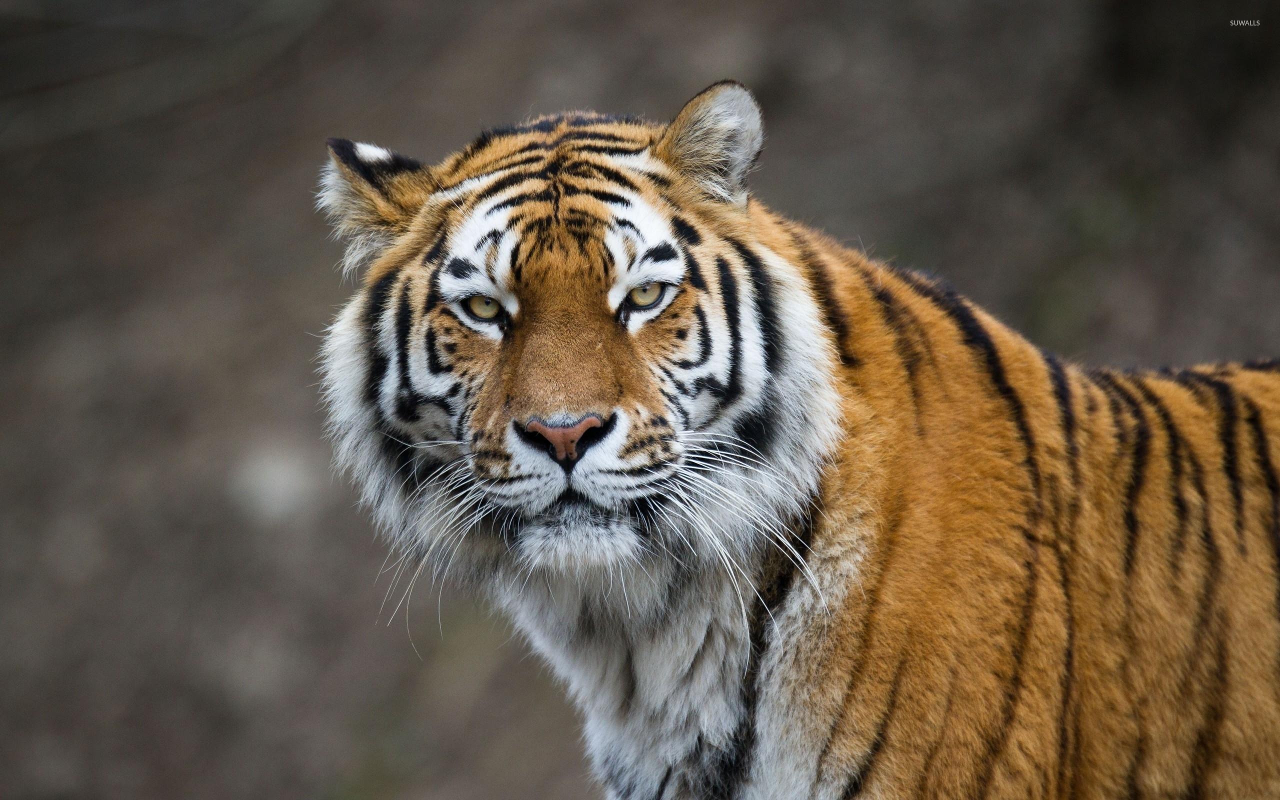2560x1600 Attentive tiger wallpaper wallpaper