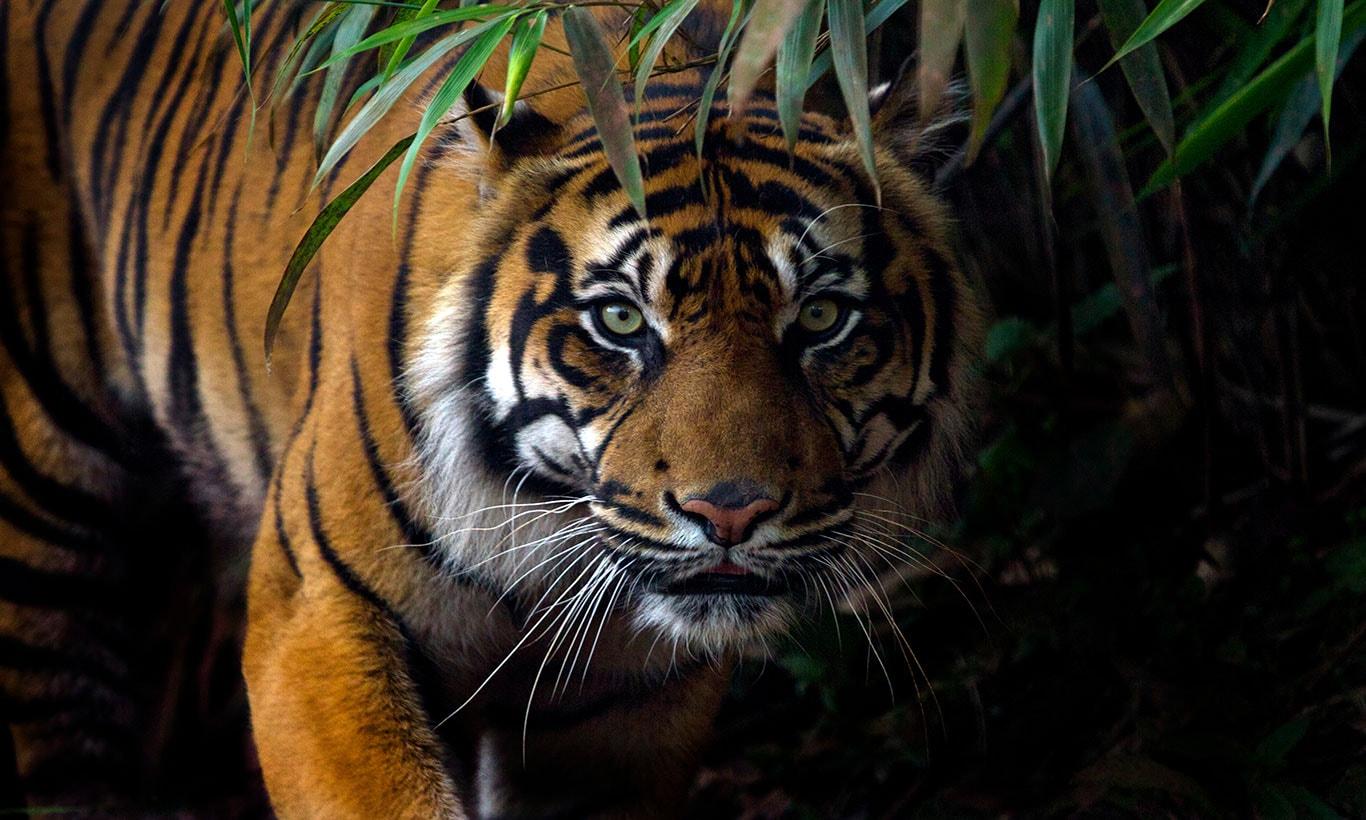 1366x820 Crouching Tiger Wallpaper Mural