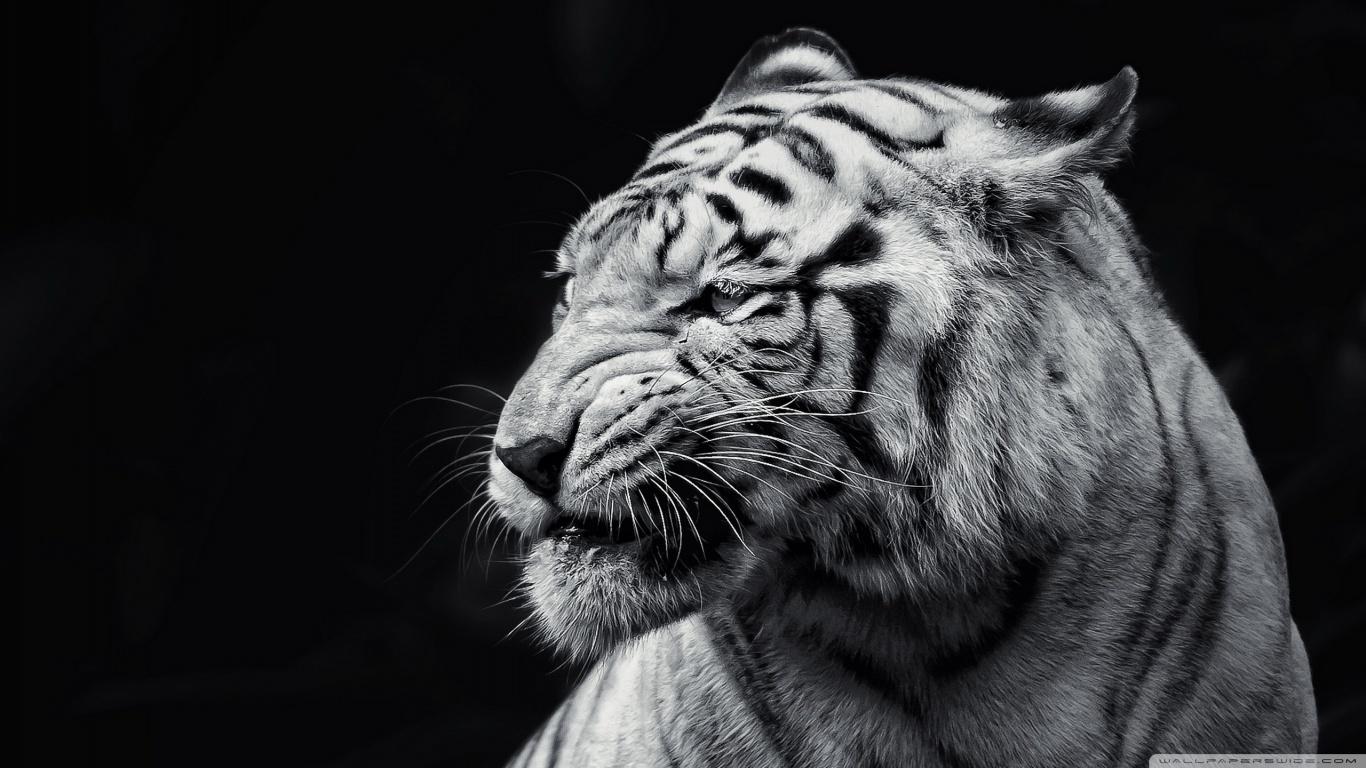 1366x768 Tiger Black and White Ultra HD Desktop Background Wallpaper for 4K UHD TV : Tablet