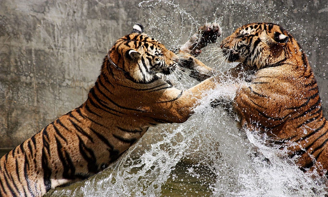 1366x820 Two Majestic Tigers Having A Splashing Time