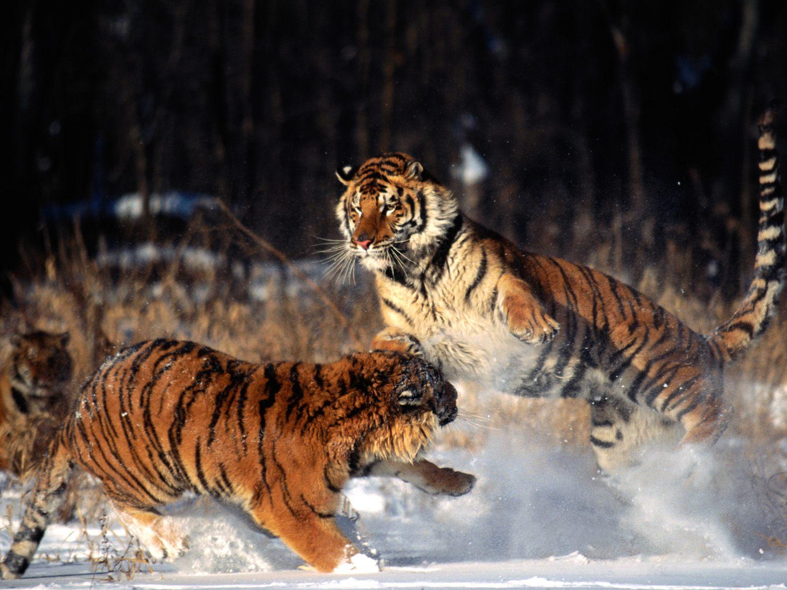 1600x1200 Bengal Tiger Picture Collection