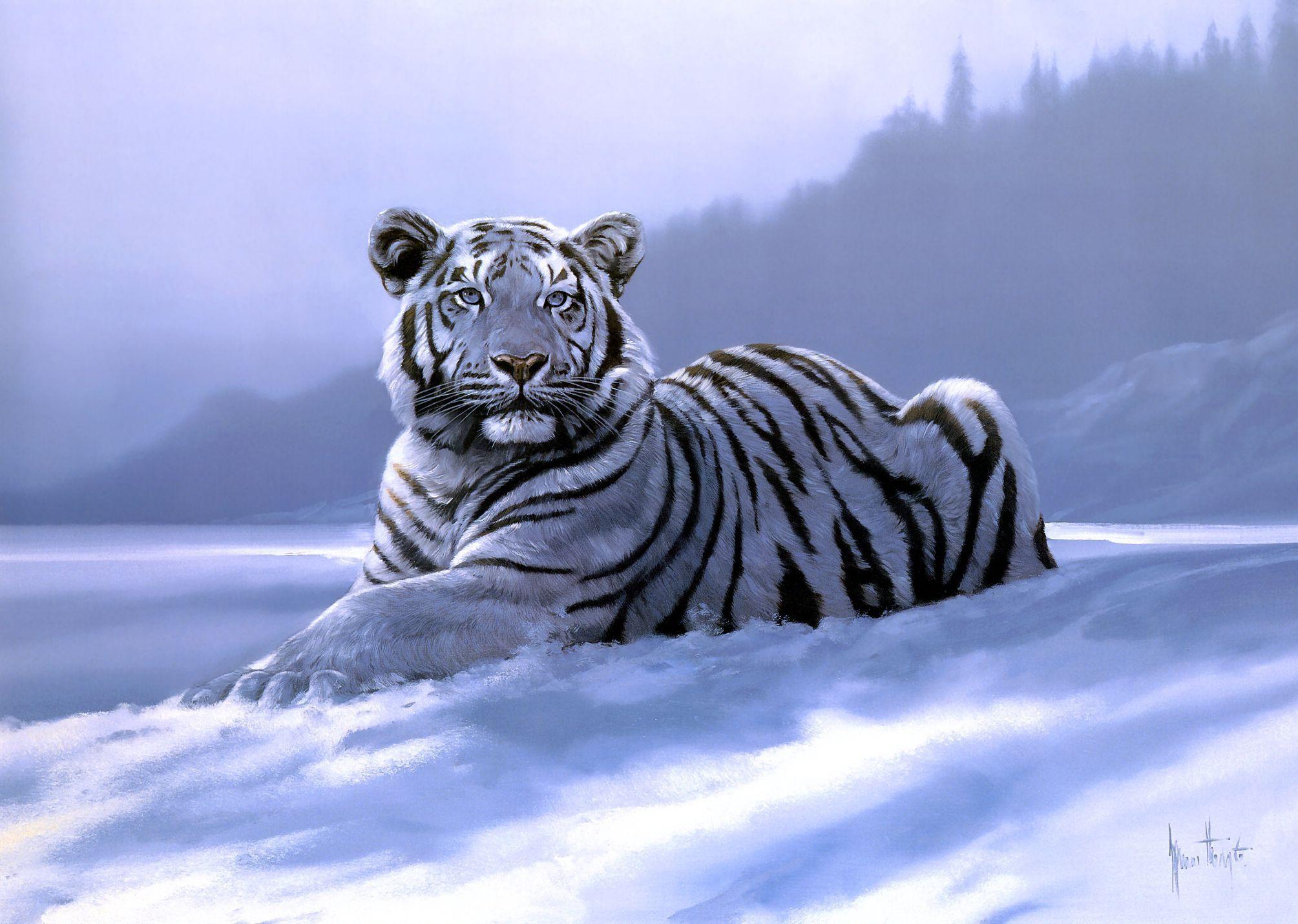 2009x1430 Poised Majestic White Tiger HD Wallpaper