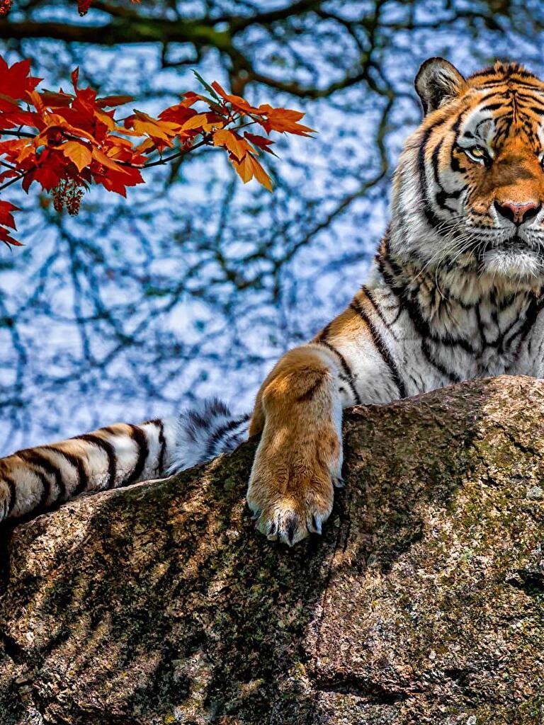 768x1024 The Majestic Tiger: wallpaper