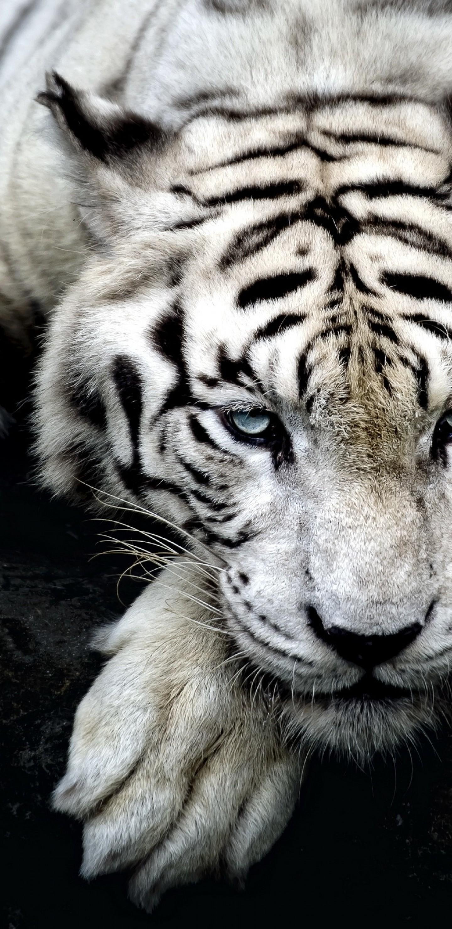 1440x2960 Download 1440x2960 White Tiger, Lying Down, Big Cats, Majestic, Predator Wallpaper for Samsung Galaxy S Note S S8+, Google Pixel 3 XL