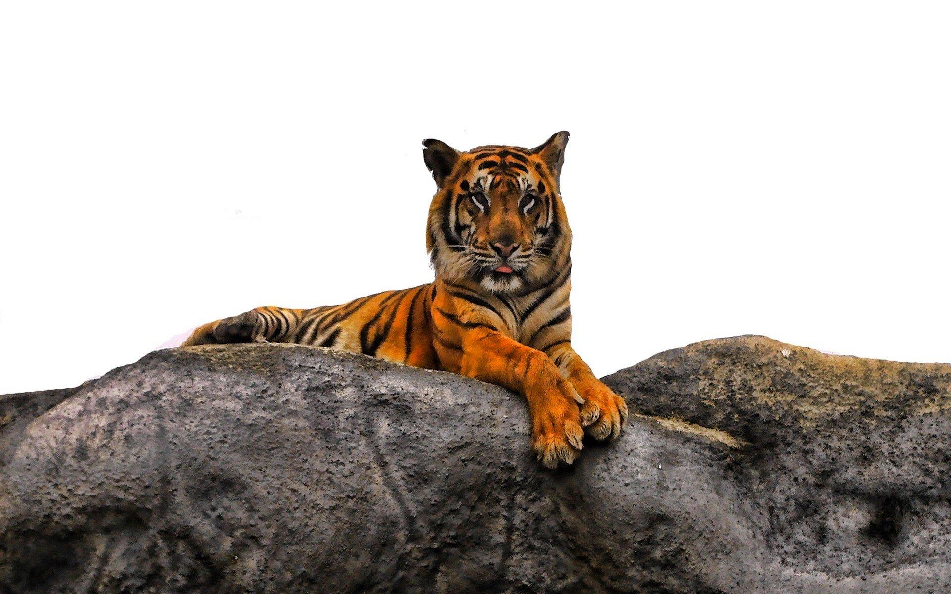 1920x1200 animals, Tigers, Majestic, Photo, Manipulation Wallpaper HD / Desktop and Mobile Background