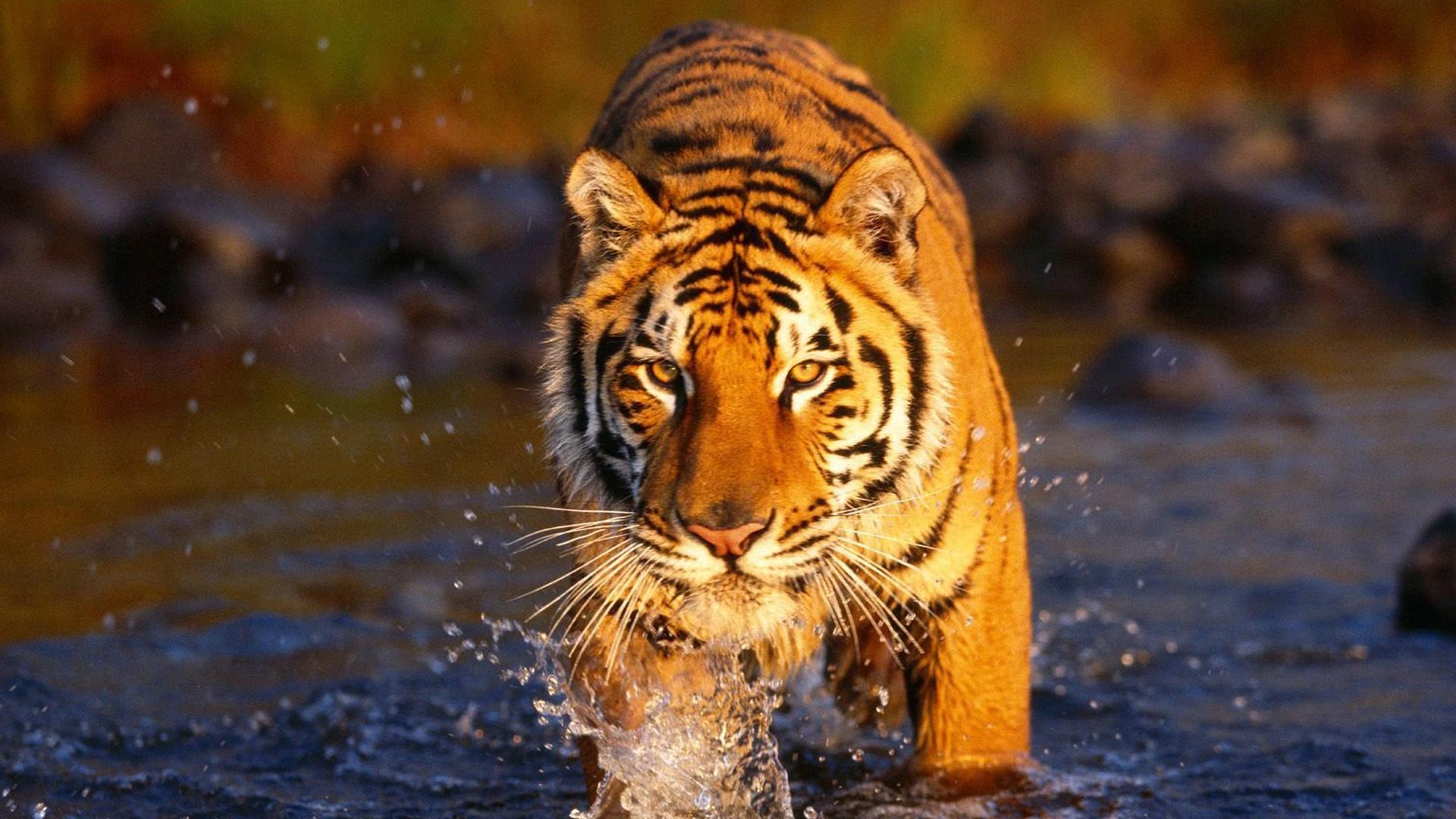 Majestic Tiger Wallpapers - Top Free Majestic Tiger Backgrounds ...