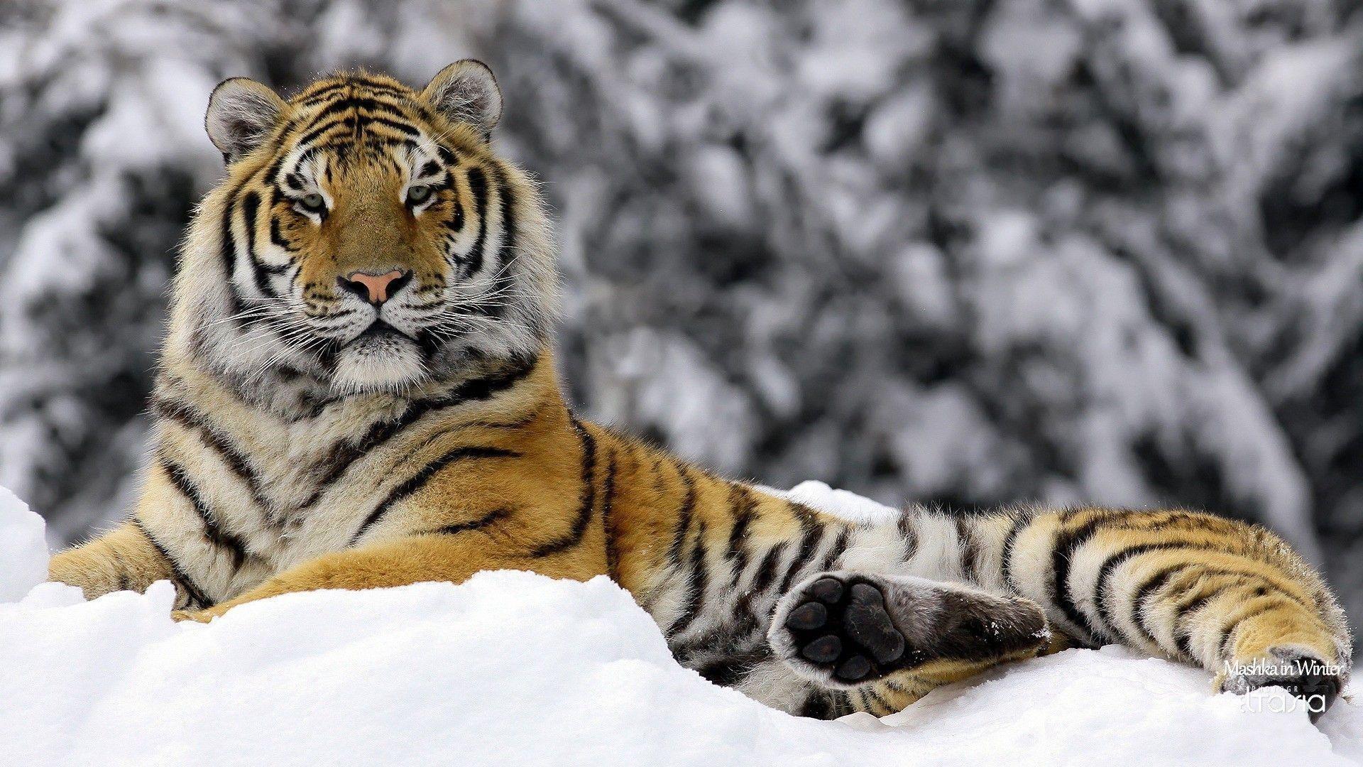 1920x1080 Bengal Tiger White Background