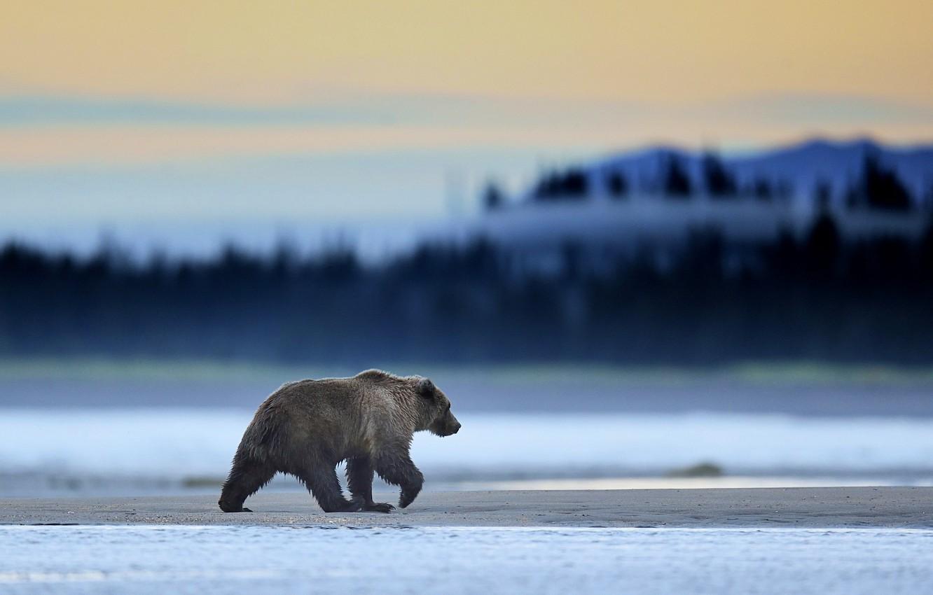 1332x850 Wallpaper Alaska, Predator, Sunrise, Wild, Lake, Bear, Clark, Mammal, Grizzly, Mmorning, Wildlife image for desktop, section животные
