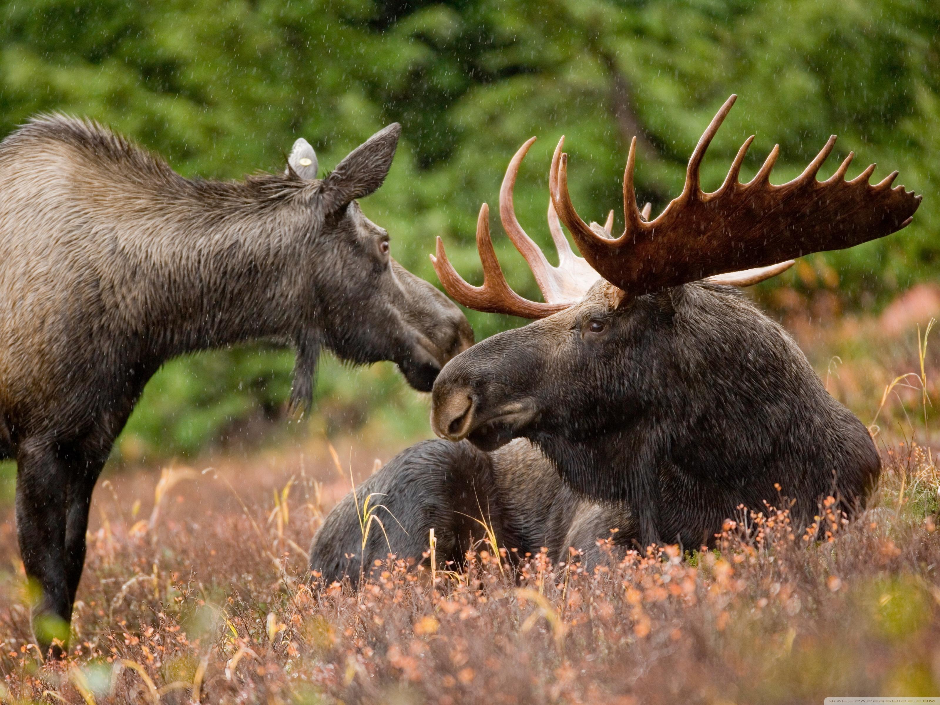 3200x2400 Alaskan Moose Pair Ultra HD Desktop Background Wallpaper for 4K UHD TV : Widescreen & UltraWide Desktop & Laptop : Tablet