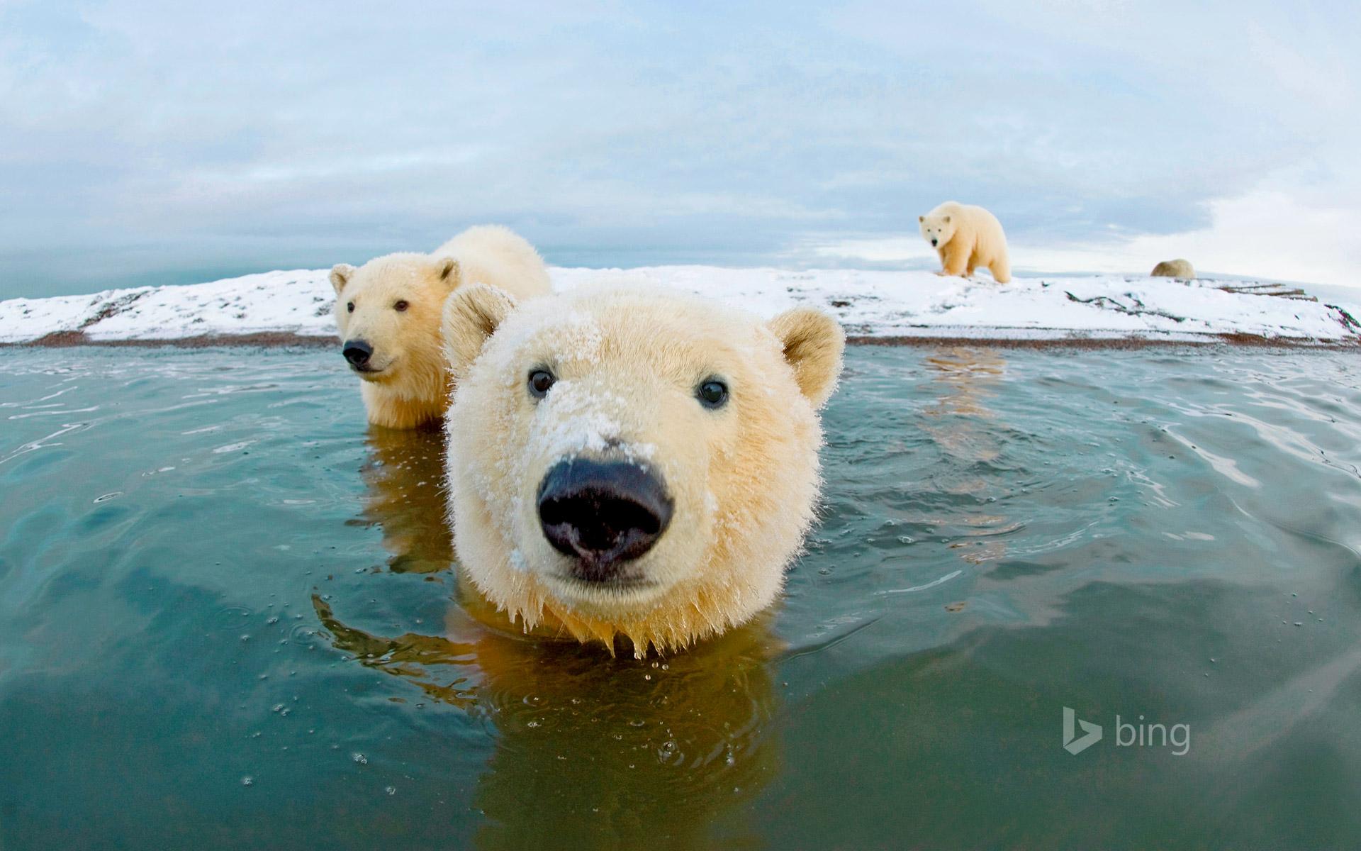 1920x1200 Polar bears, Arctic National Wildlife Refuge, Alaska