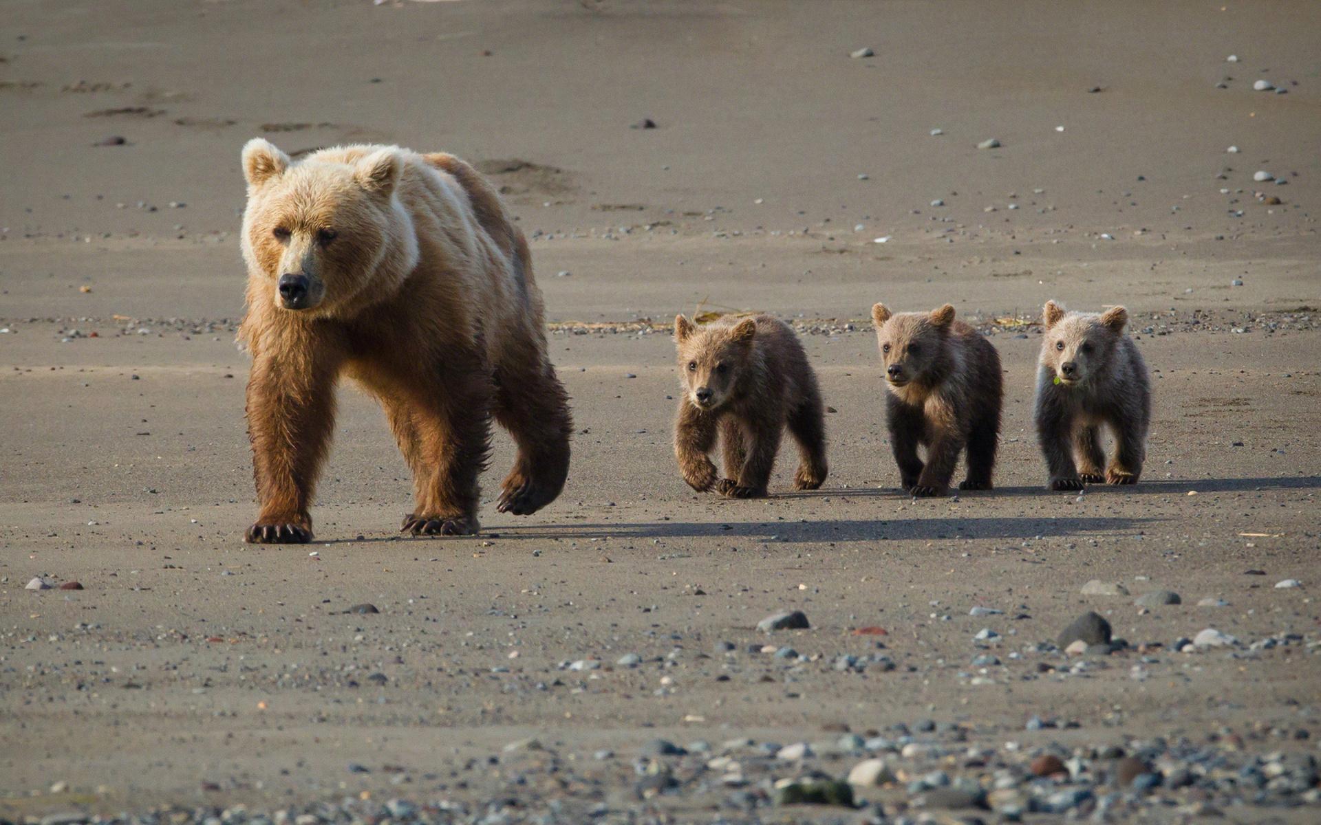 1920x1200 animals, Bears, Nature, Wildlife, Cubs, Babies, Alaska, Fur, Landscapes, Rocks, Sand Wallpaper HD / Desktop and Mobile Background