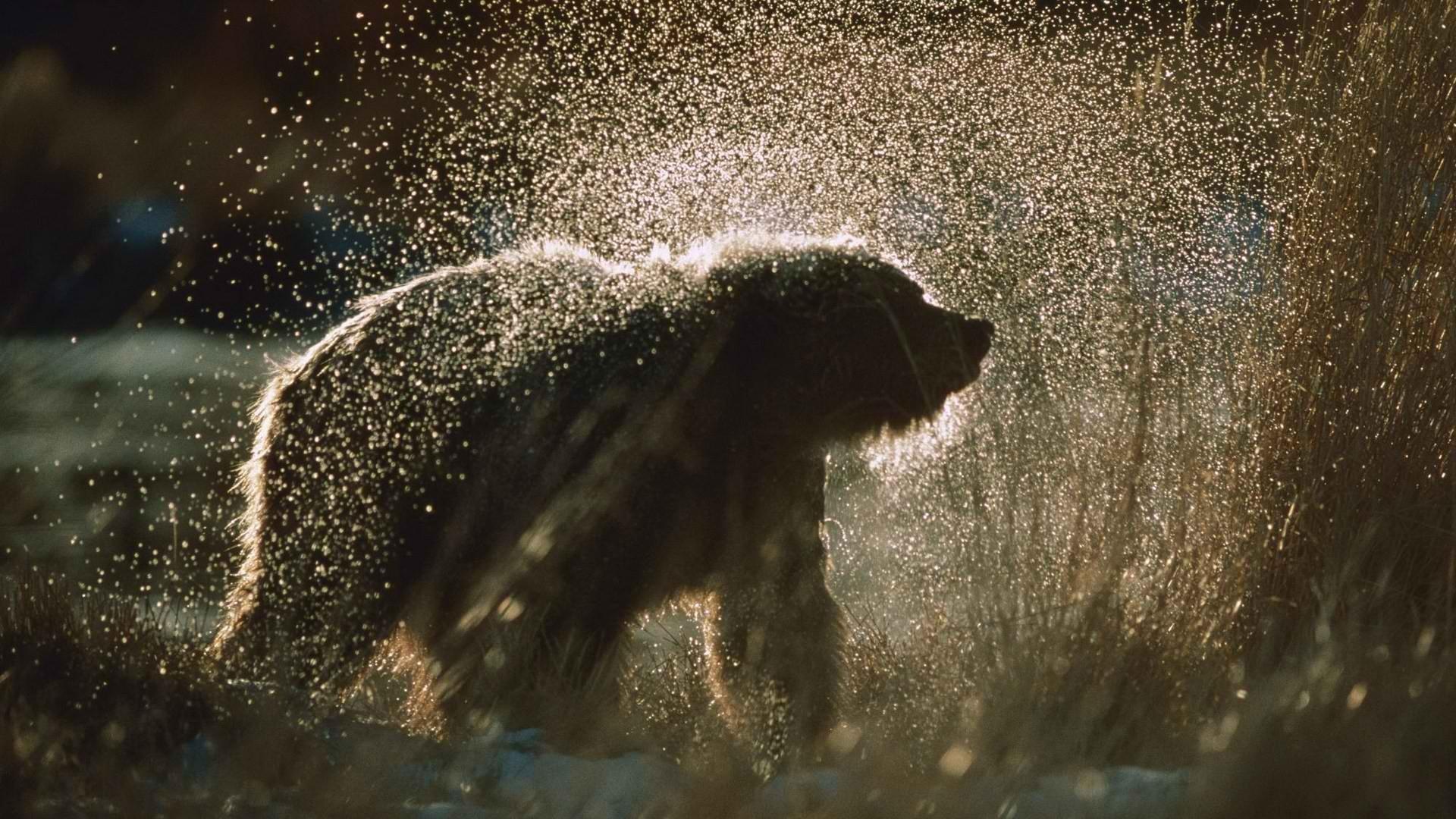 1920x1080 wildlife wet alaska bears 1920x1080 wallpaper