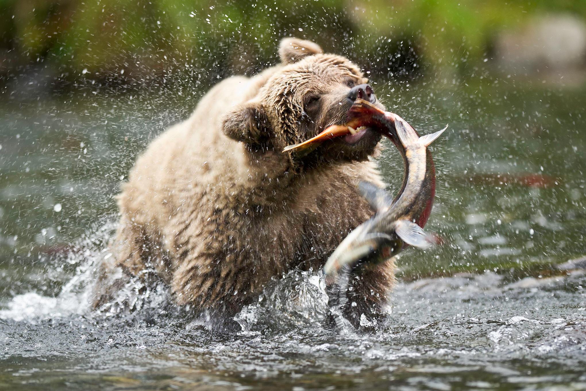 2040x1360 Alaska HD Wallpaper and Background Image