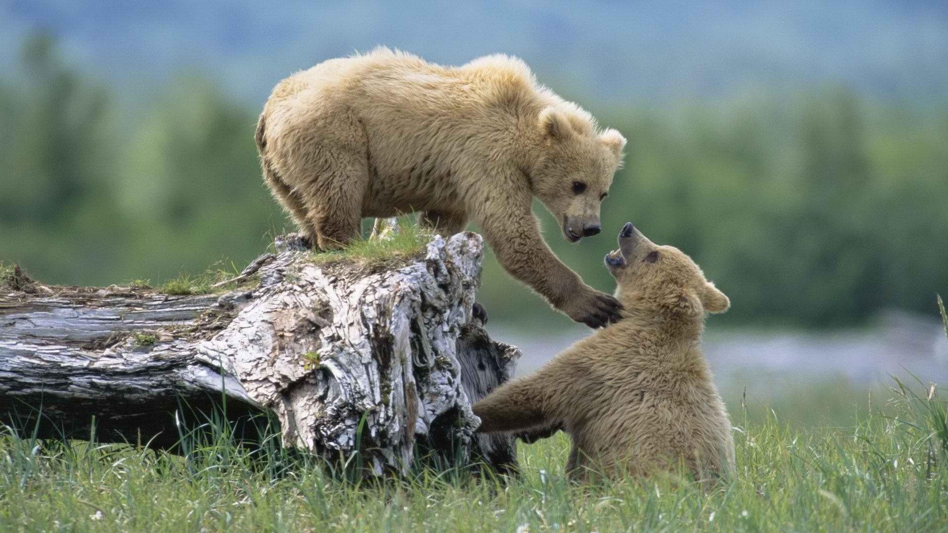 1920x1080 Alaska grizzly bears National Park siblings wallpaperx1080