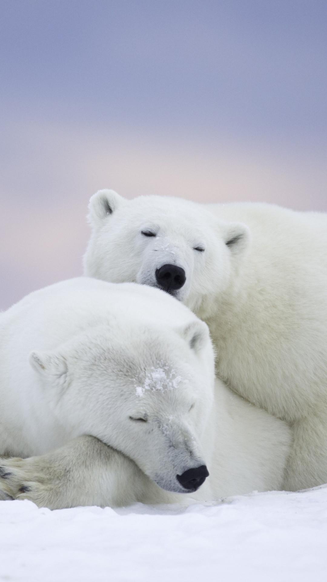 1080x1920 Download wallpaper: Wild polar bears in Alaska 1080x1920