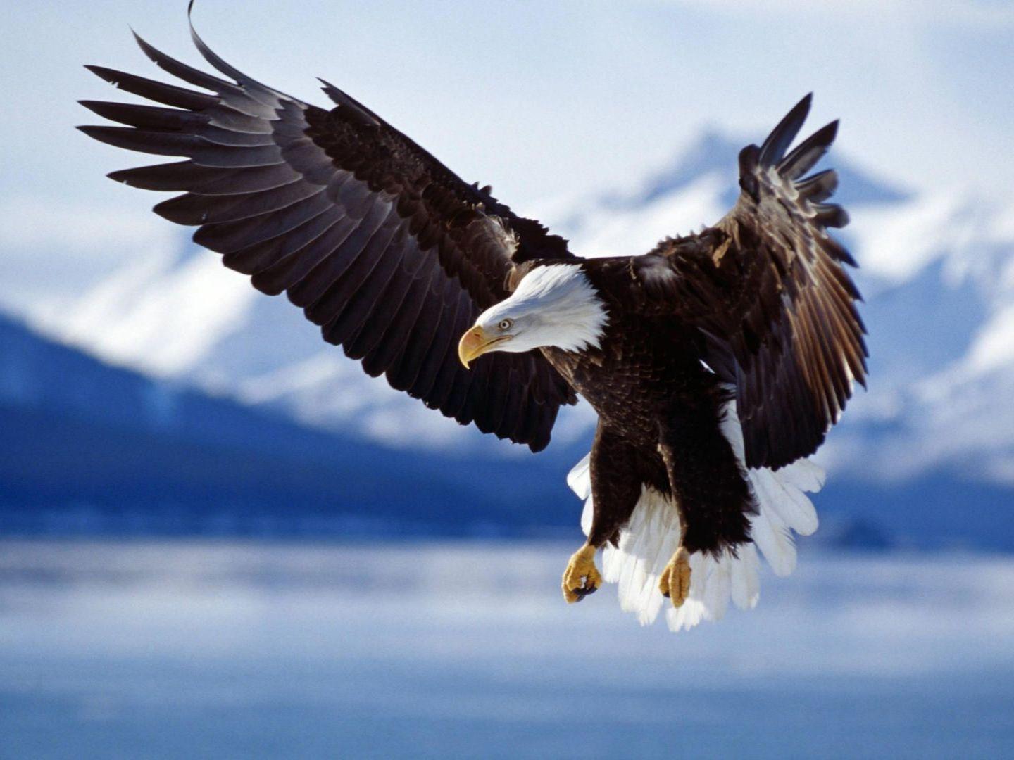 1440x1080 Animals: Bald Eagle, desktop wallpaper nr. 32927