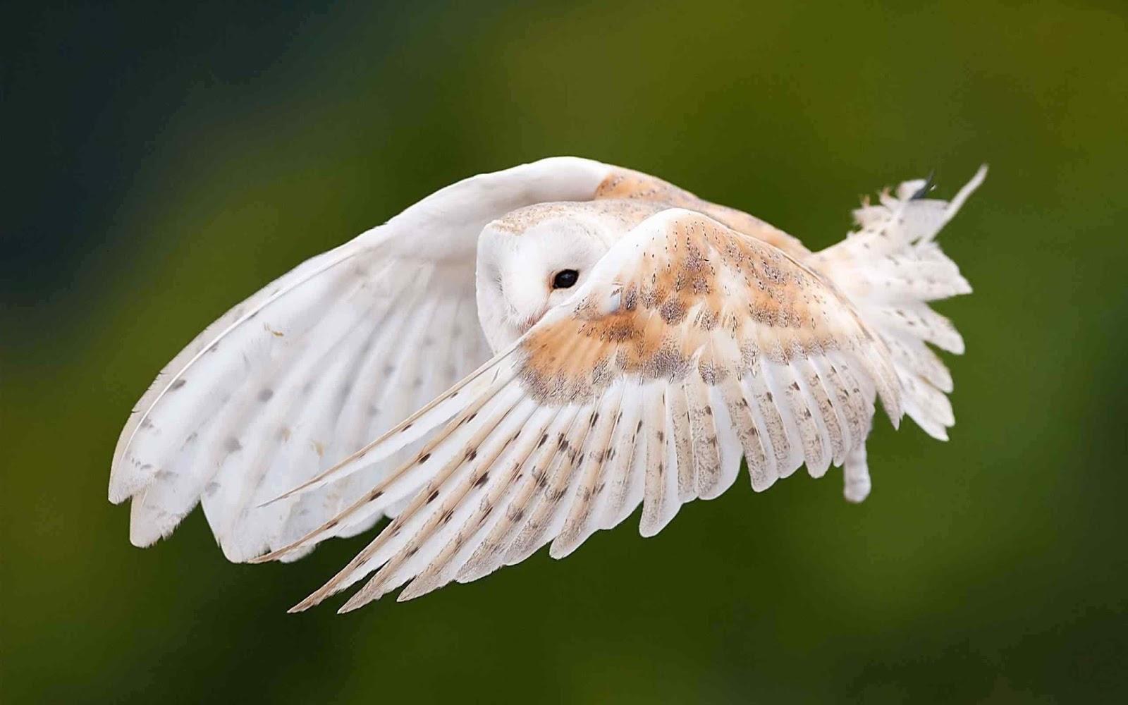 1600x1000 HD 4K Owl Wallpaper 1080p For Desktop (2020)
