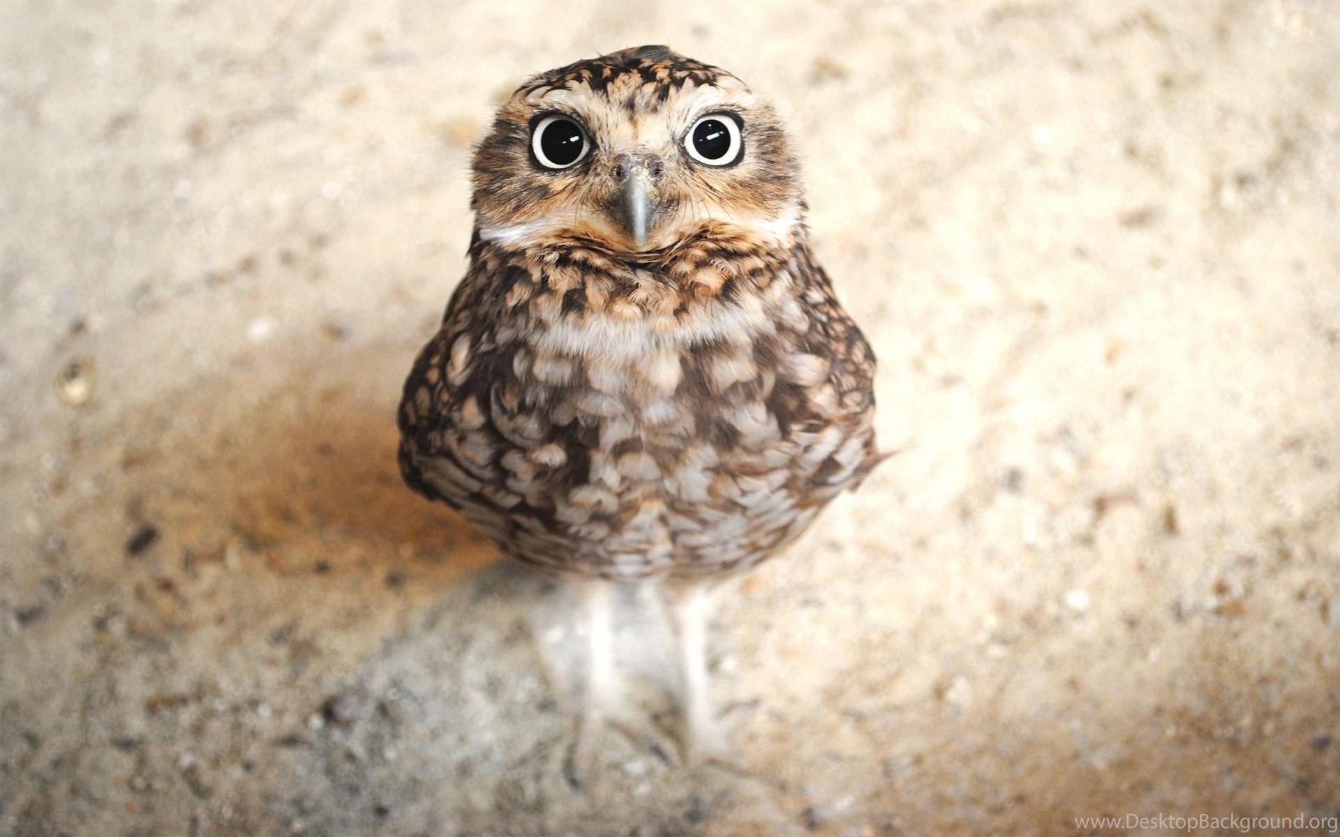 1920x1200 Download Cute Owl Wallpaper HD Desktop Background