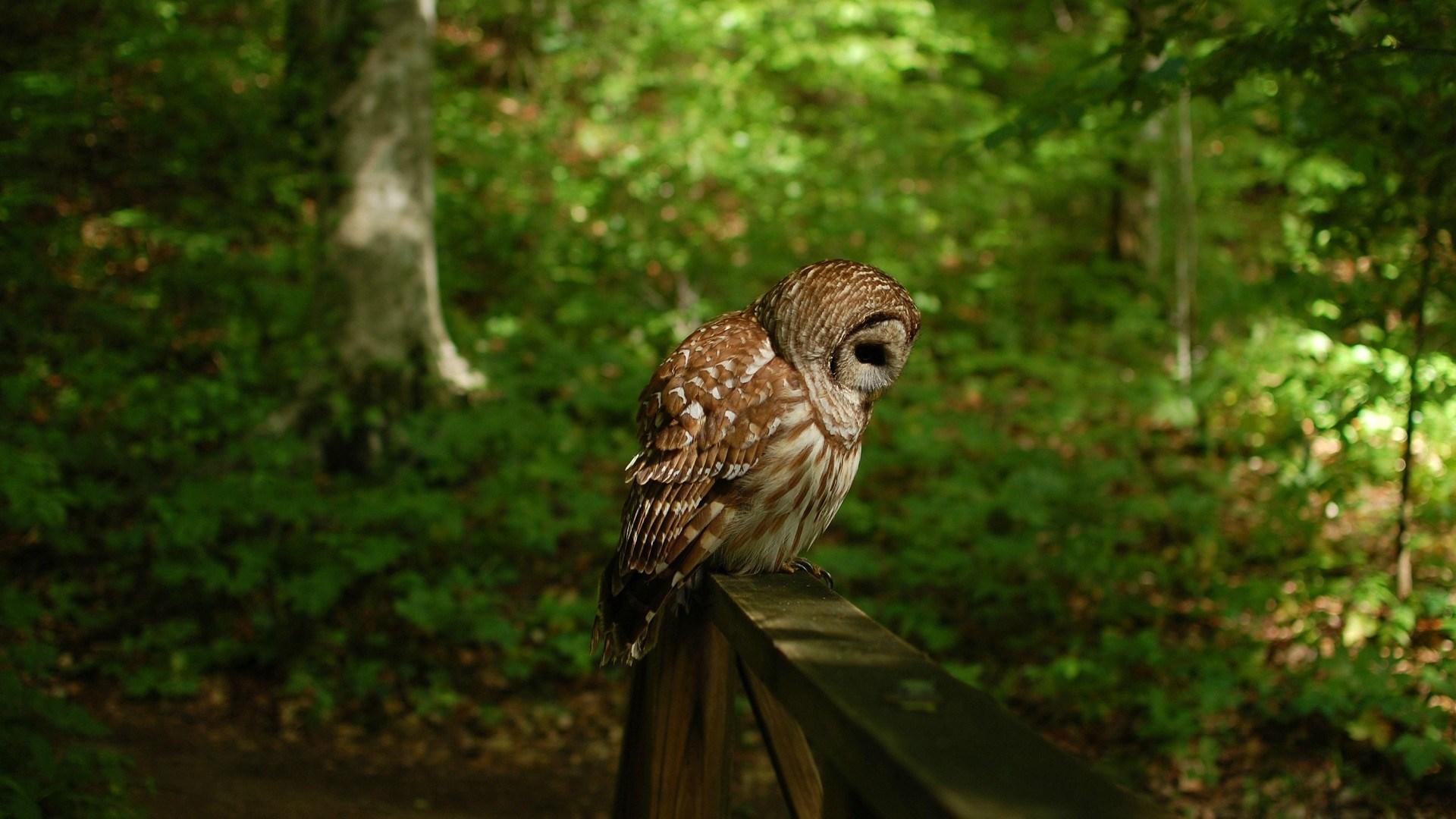 1920x1080 Pink Cute Owl Wallpaper