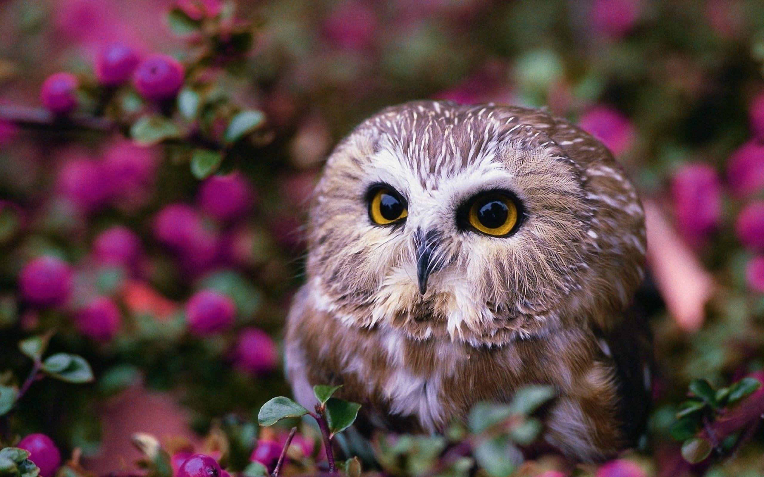 2560x1600 Girly Cute Owl Wallpaper