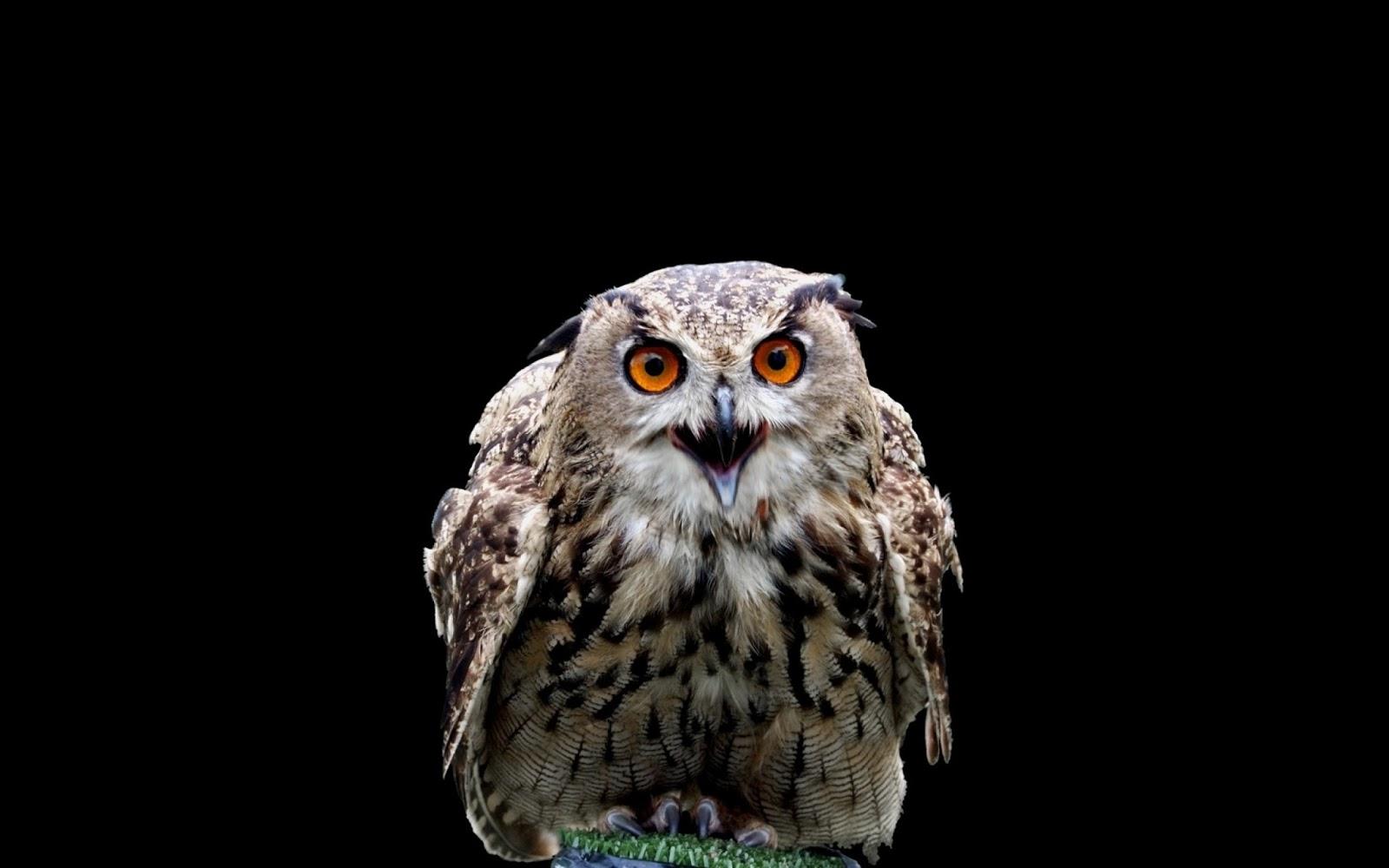 1600x1000 HD 4K Owl Wallpaper 1080p For Desktop (2020)