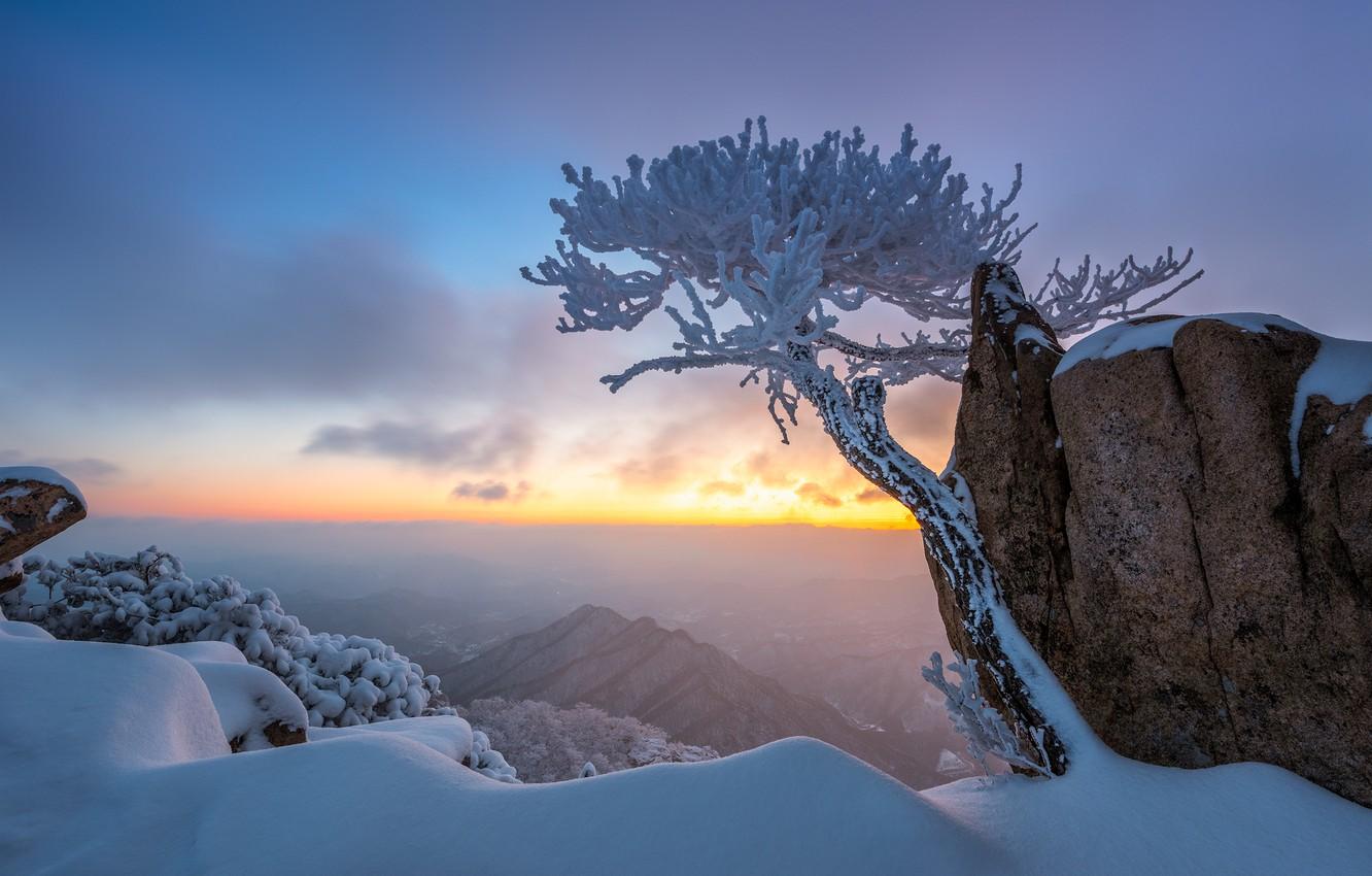 1332x850 Wallpaper winter, snow, landscape, mountains, nature, tree, rocks, morning, pine, South Korea image for desktop, section пейзажи