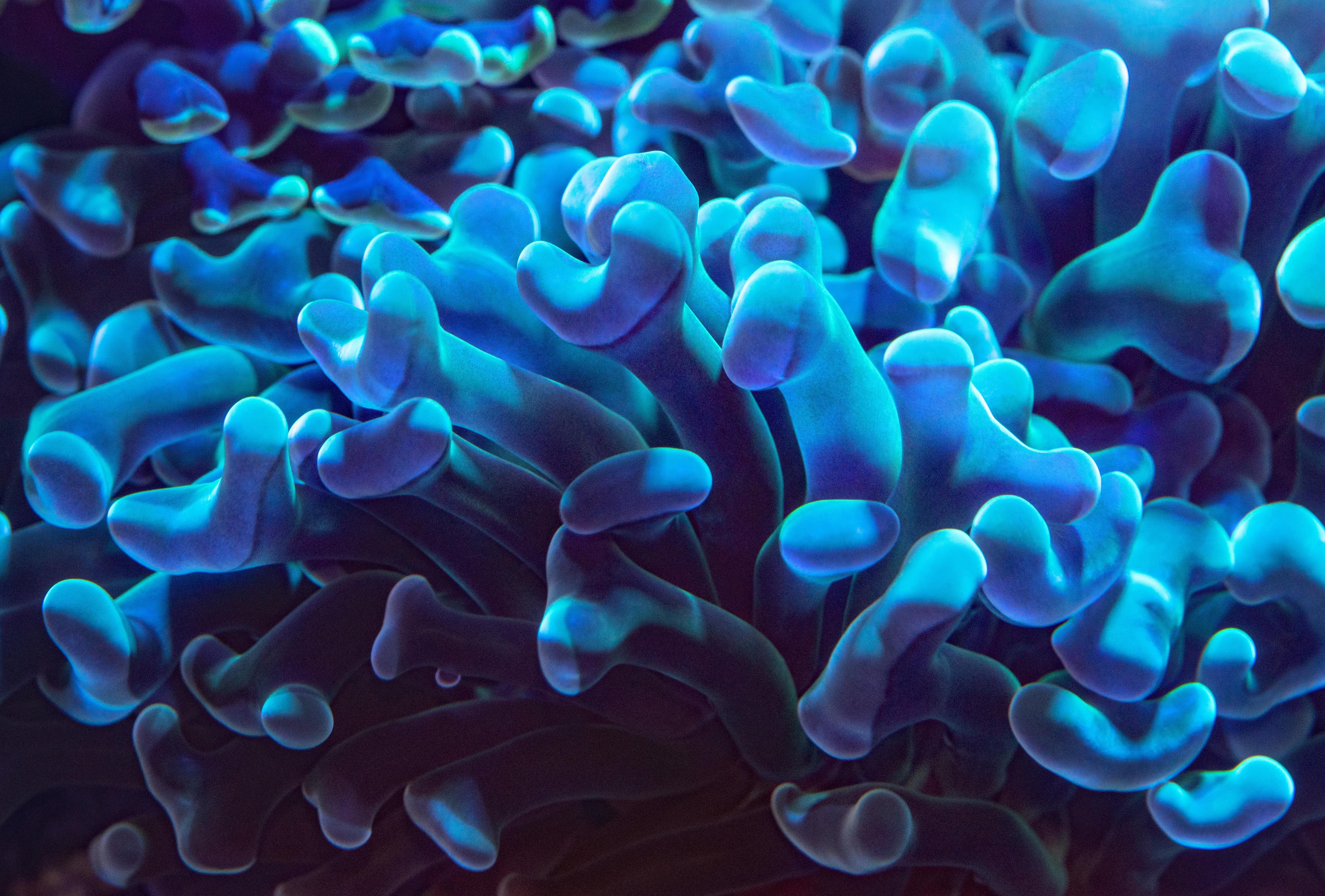 Coral музыка. Синий коралл. Кораллы биолюминесценция. Цвет голубой коралл. Голубой коралл фото.