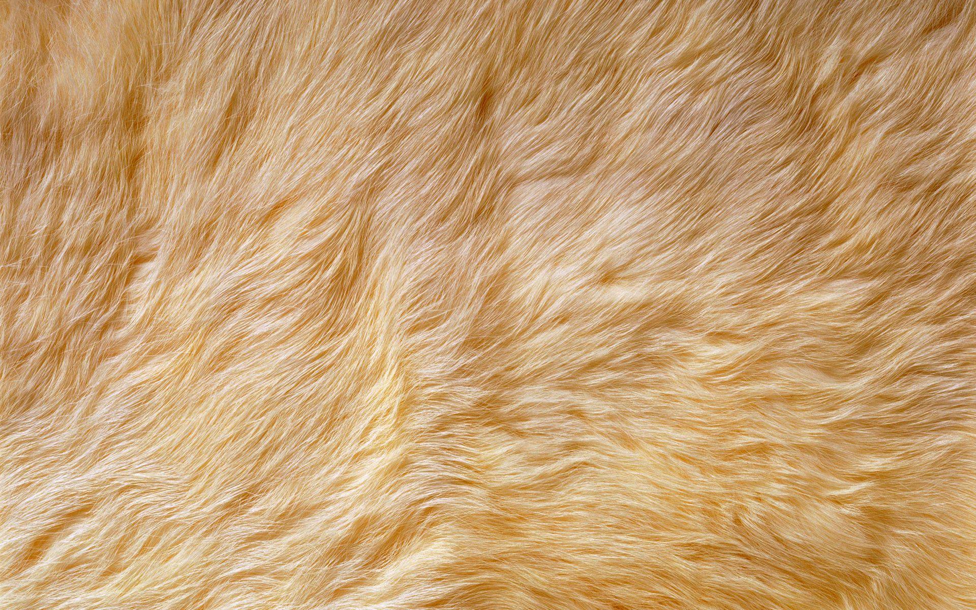 1920x1200 Animal Fur Wallpaper