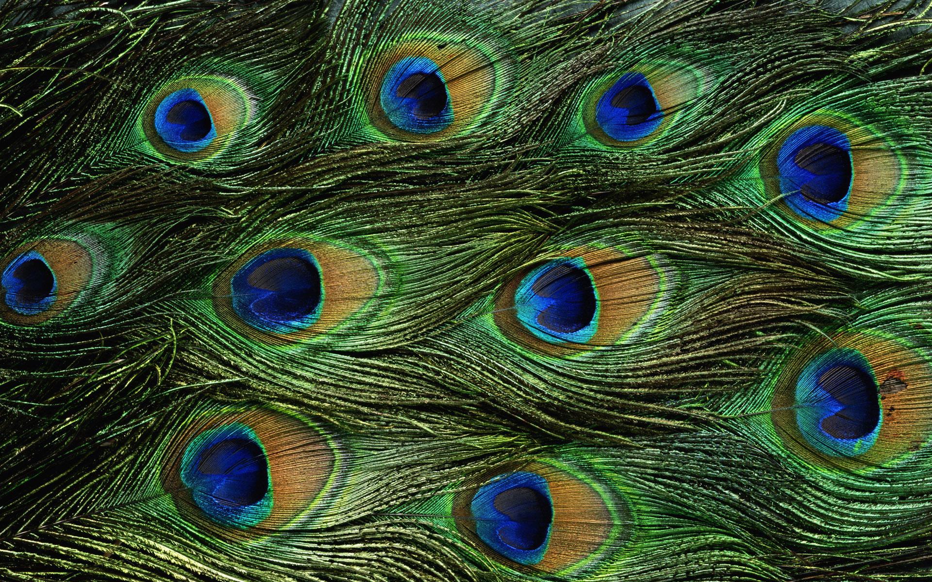 1920x1200 textured, peacock, feathers, texture wallpaper